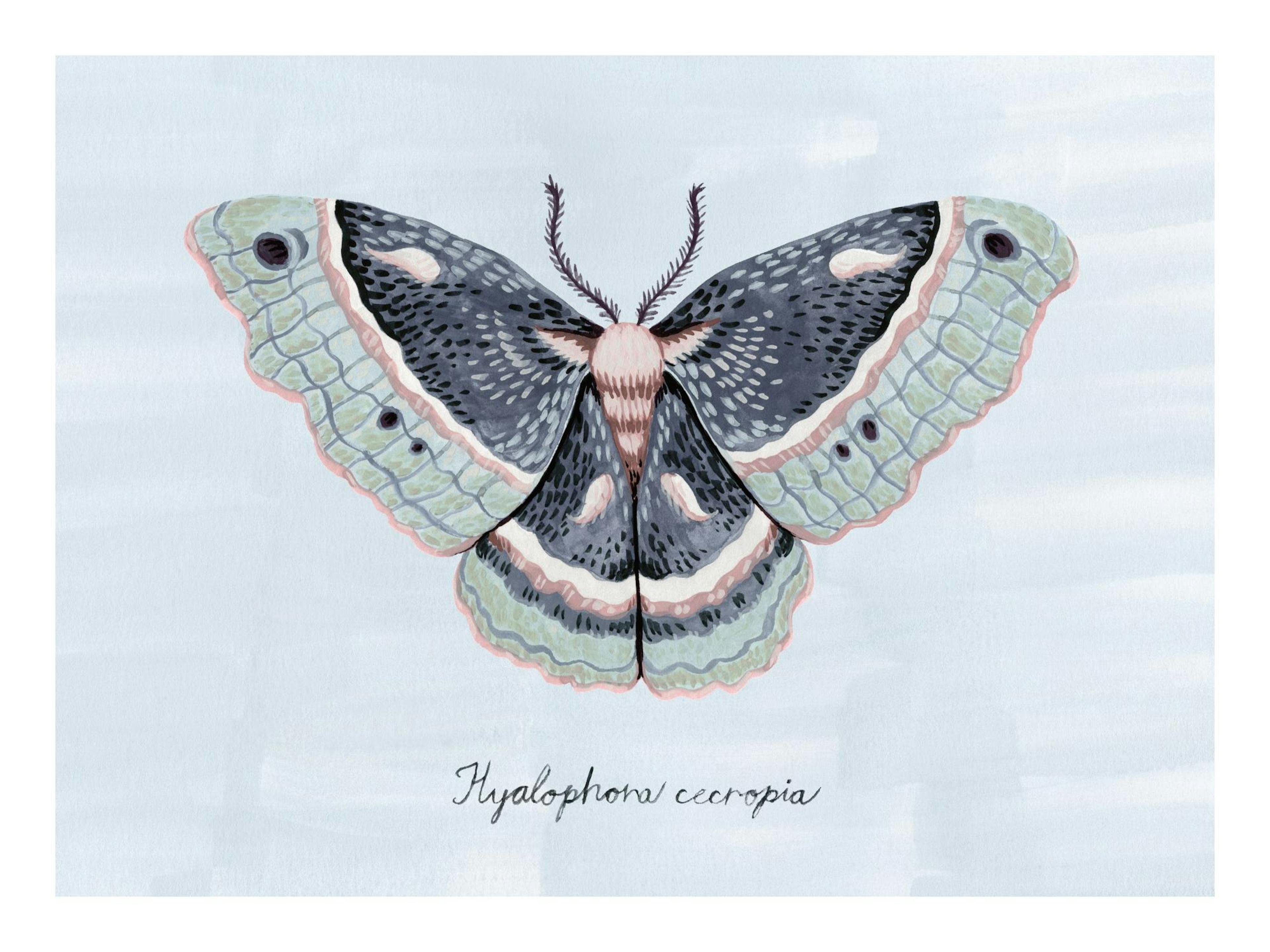 Papillon de Nuit Peint Poster thumbnail