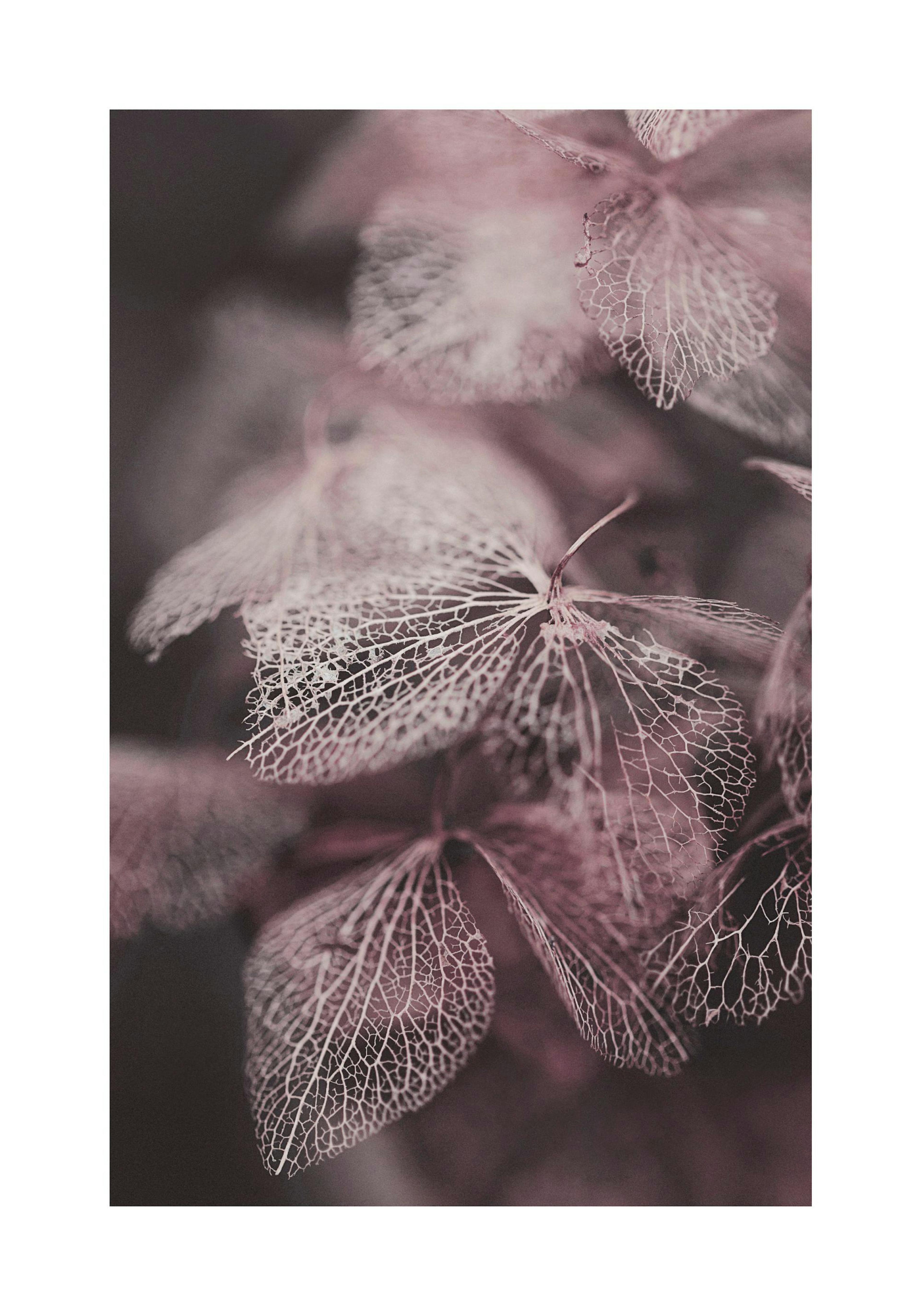 Hortensia Floconneux Poster thumbnail