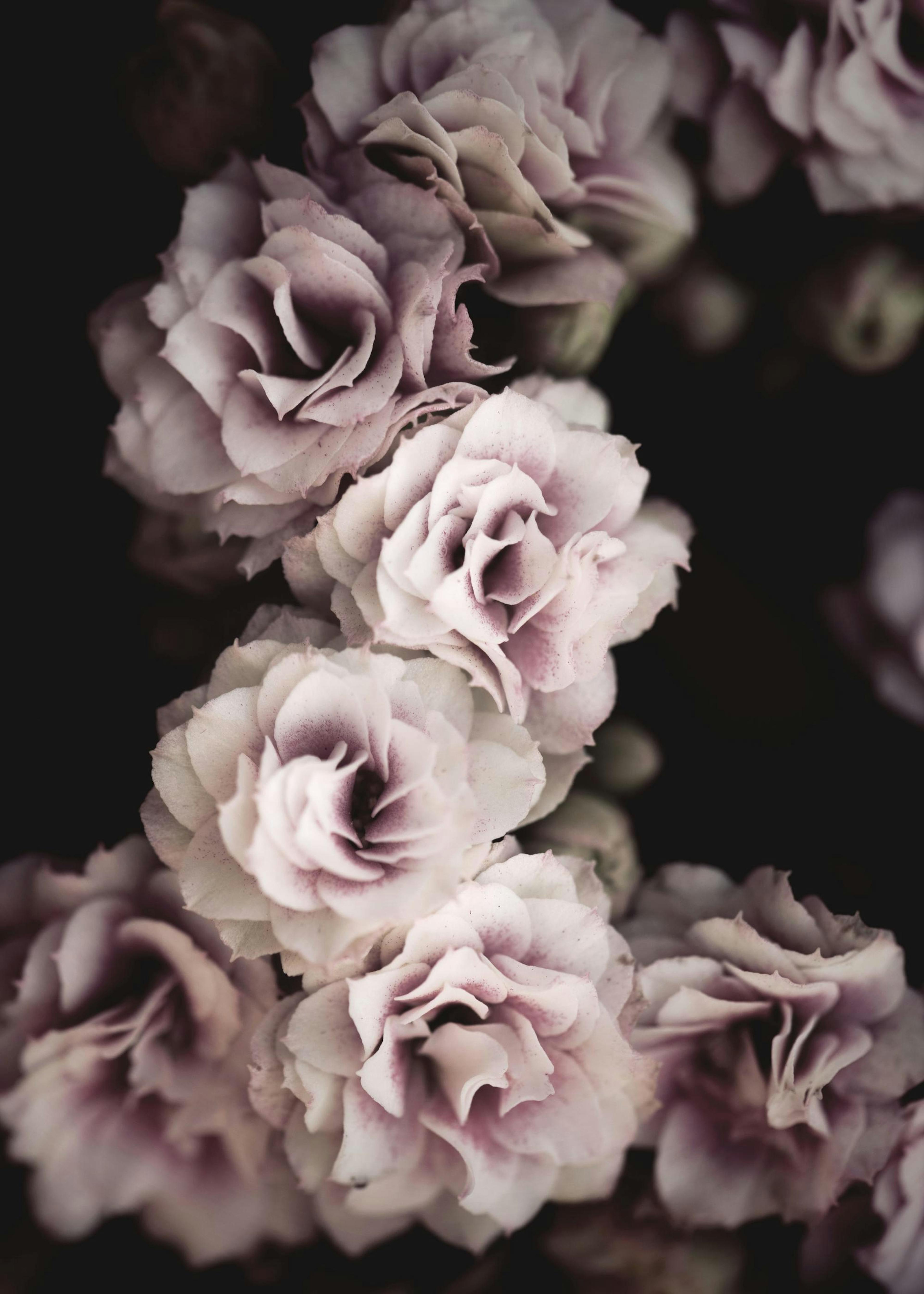 Plakat Fleurs 0