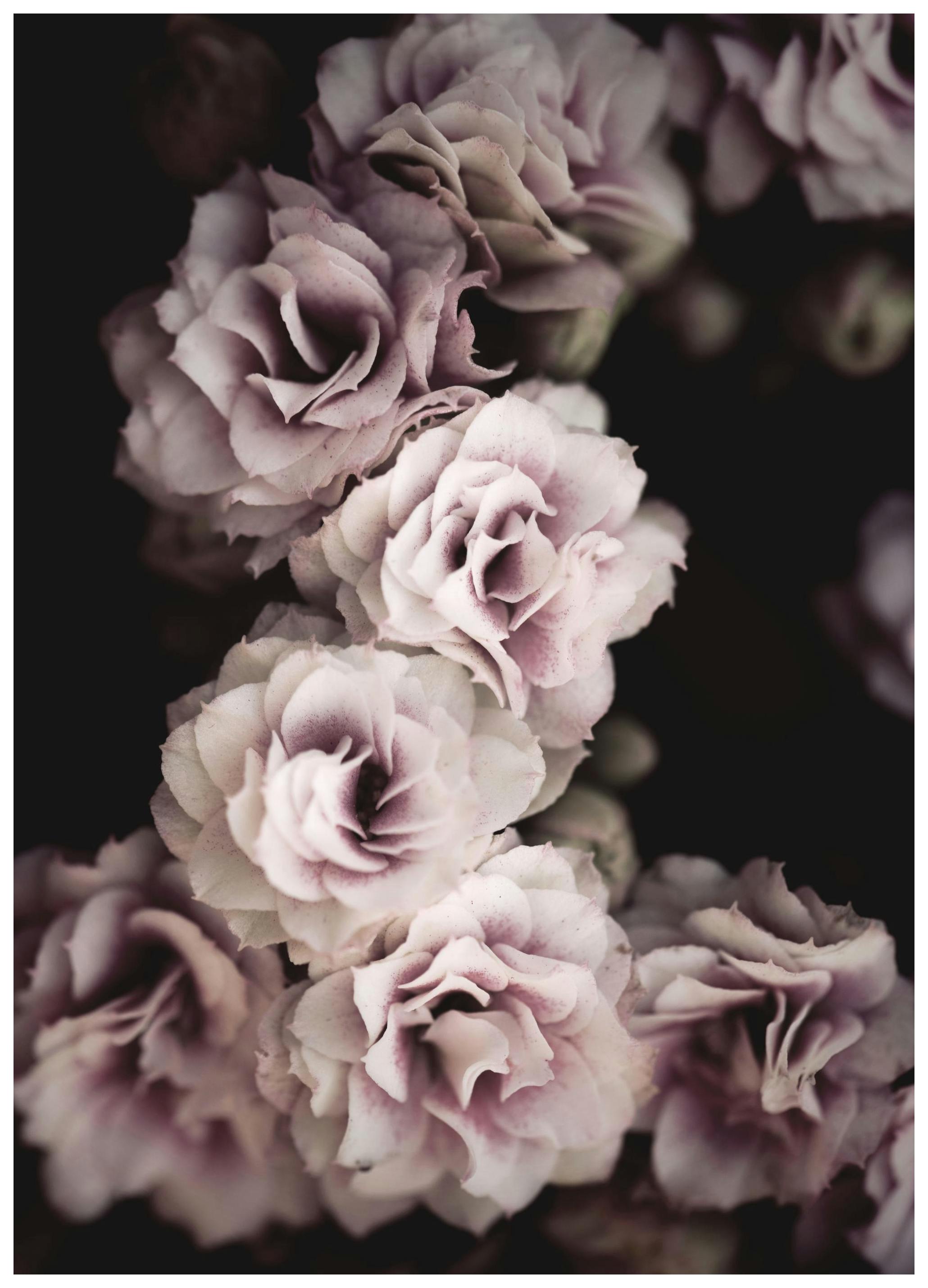 Fleurs Poster (30x40 cm) - Poster Store