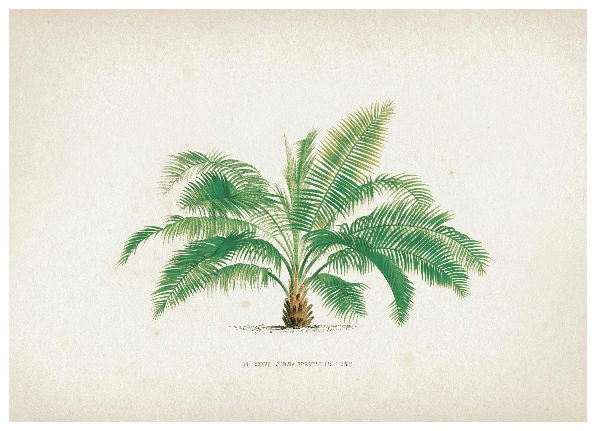 Vintage Print Collection No3 Plakat (50x70 cm) - Poster Store