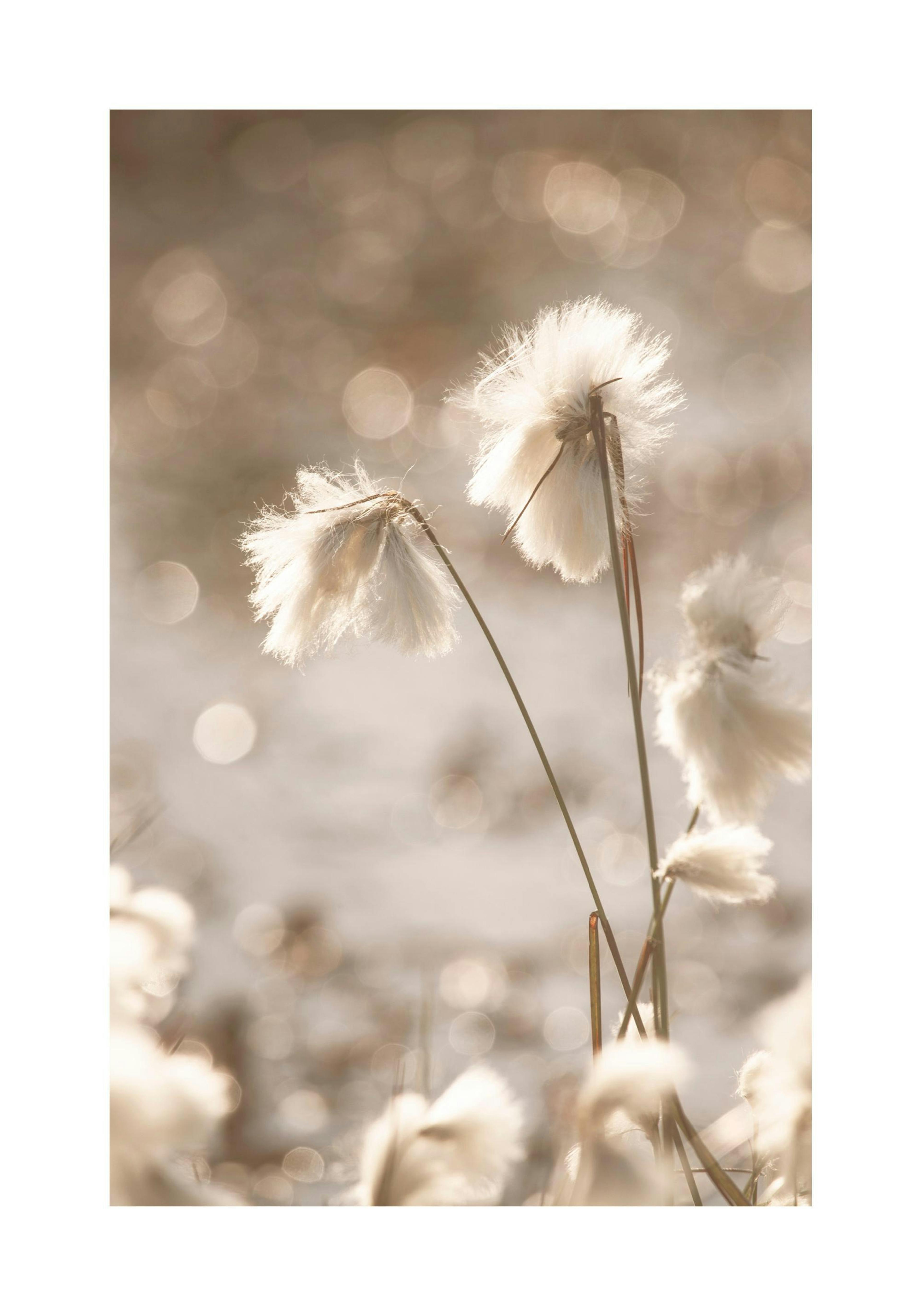 Cotton Grass Poster thumbnail
