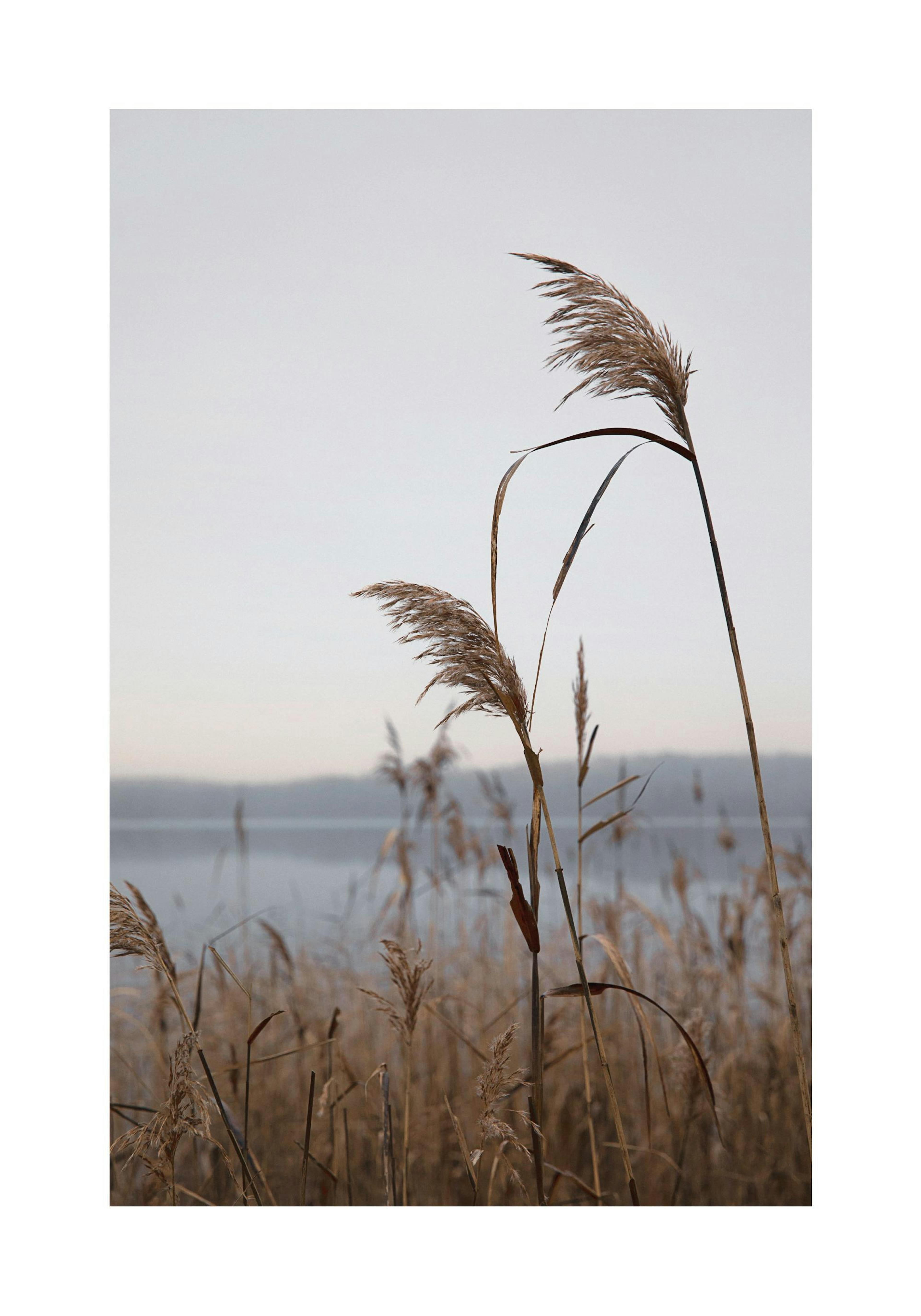 Schilf am See Poster thumbnail