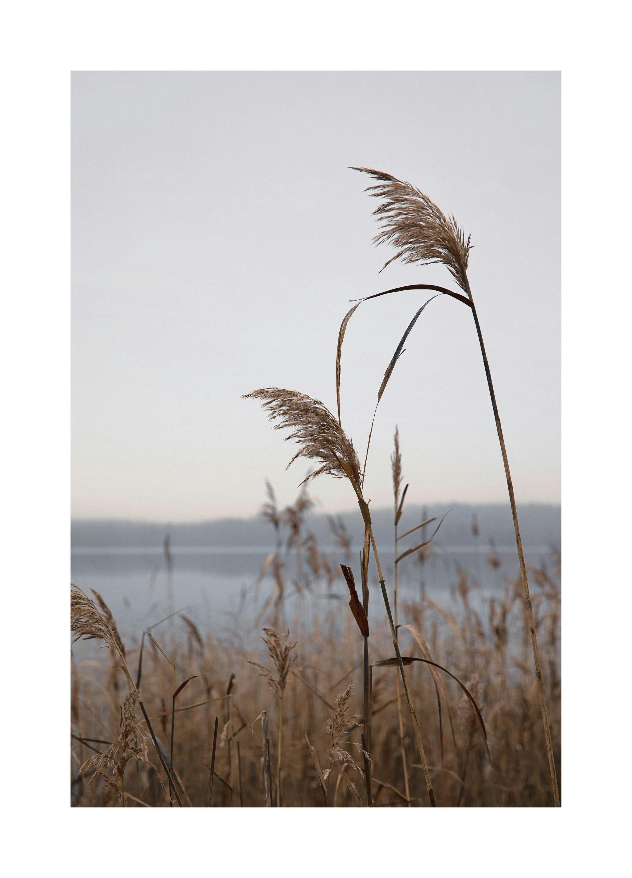 Nádak a Tónál Poszter (50x70 cm) - Poster Store
