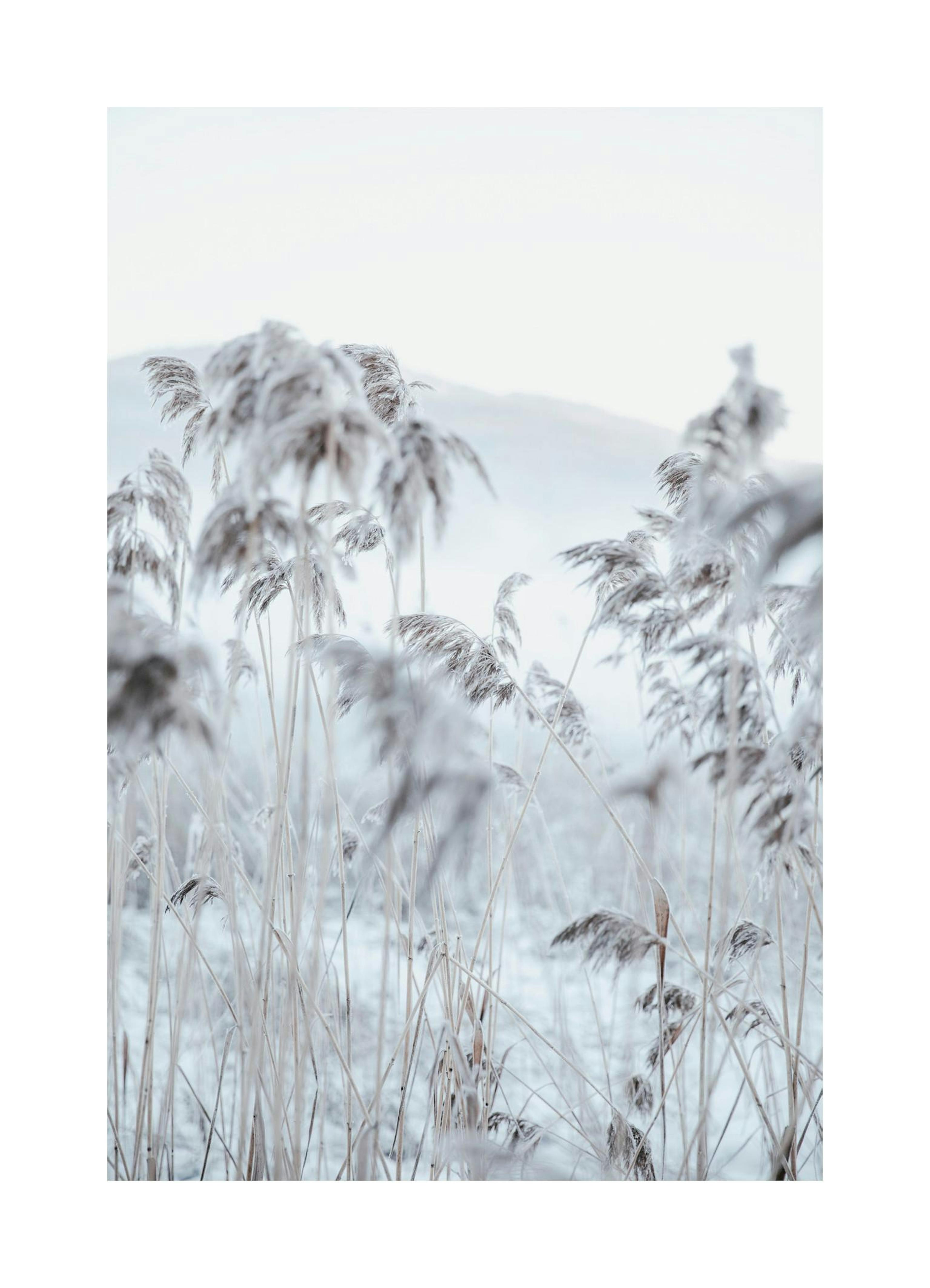 Frosty Reeds Poster thumbnail