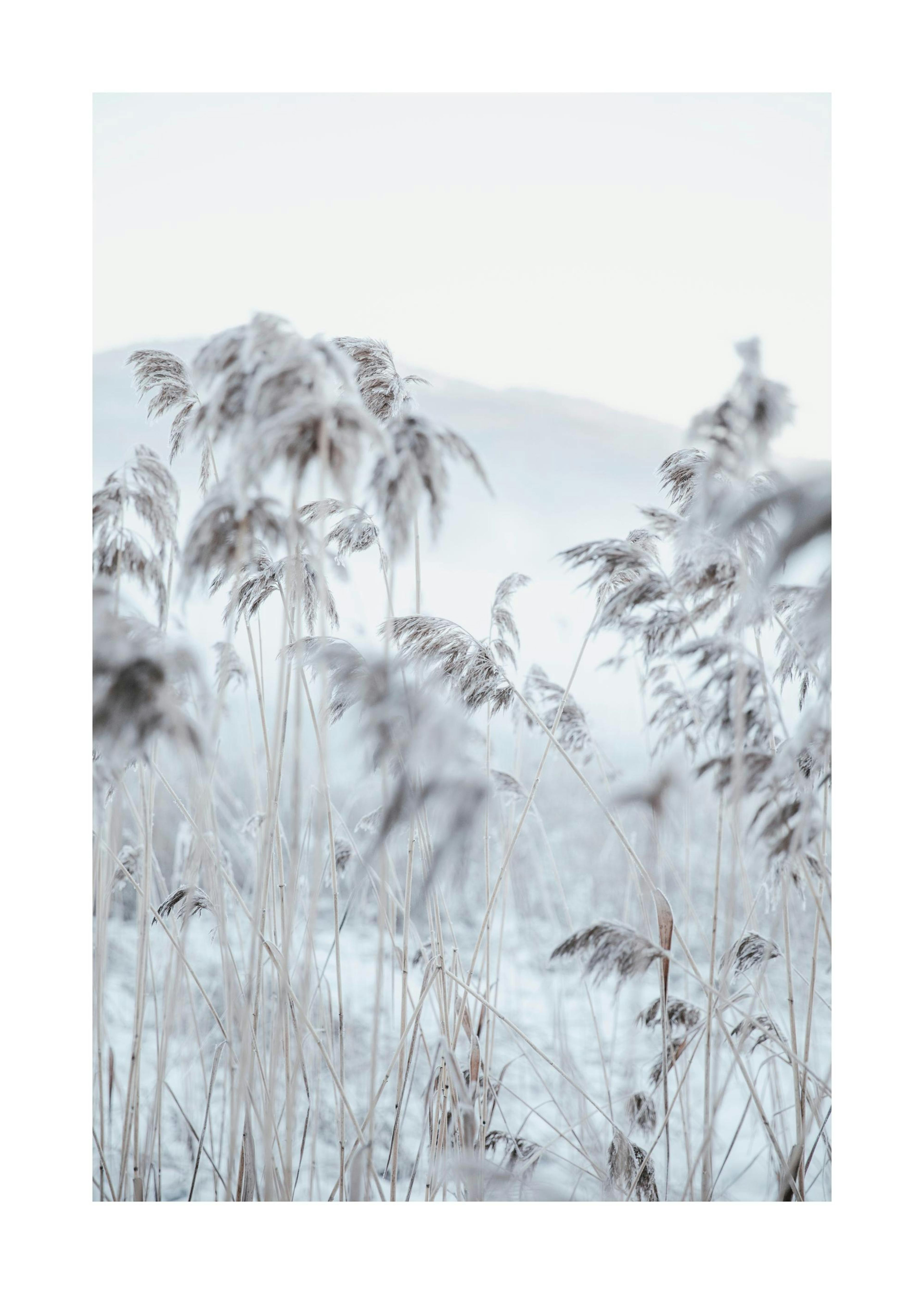Frosty Reeds Poster 0