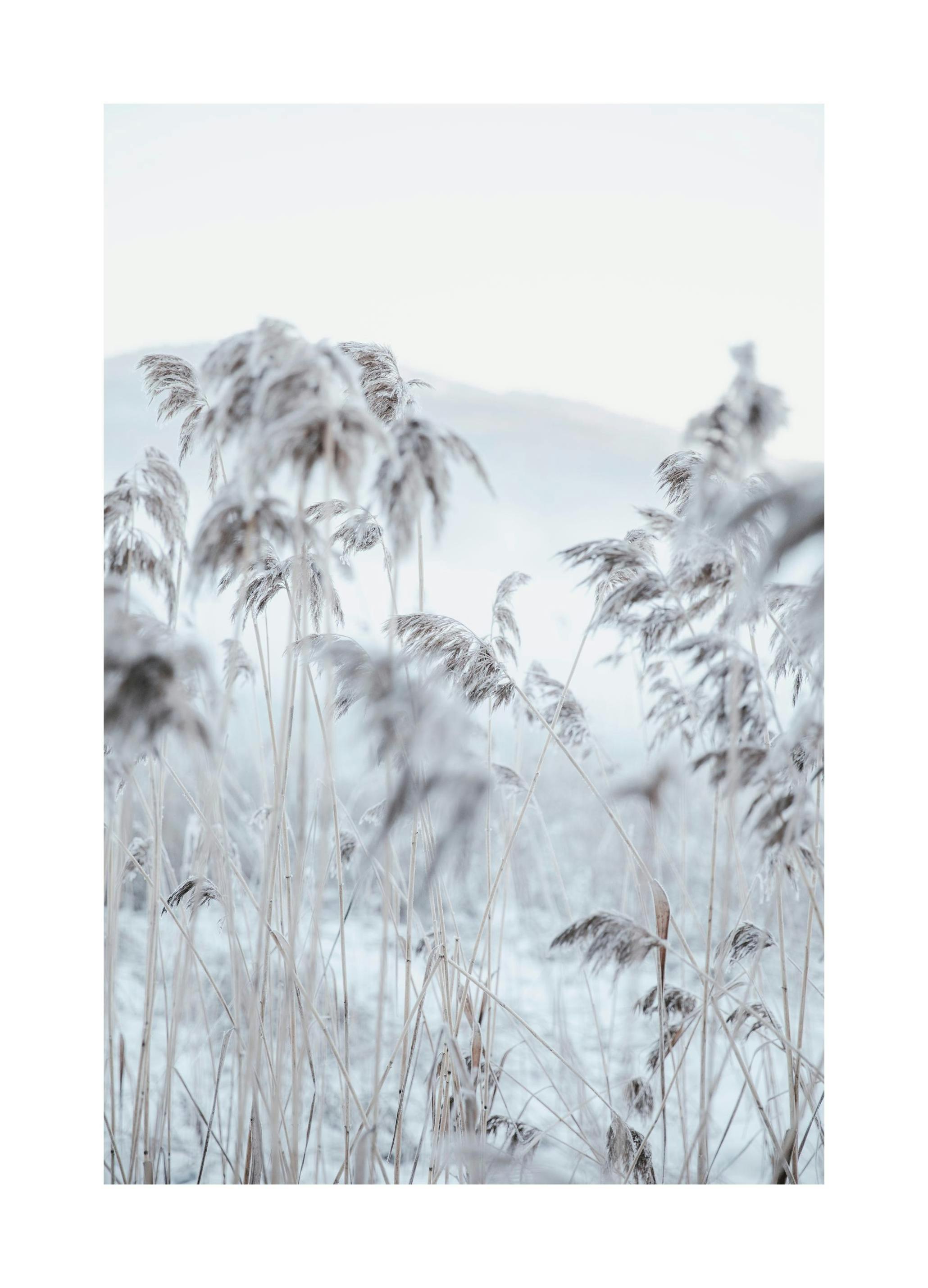 Frosty Reeds Poster (50x70 cm) - Poster Store