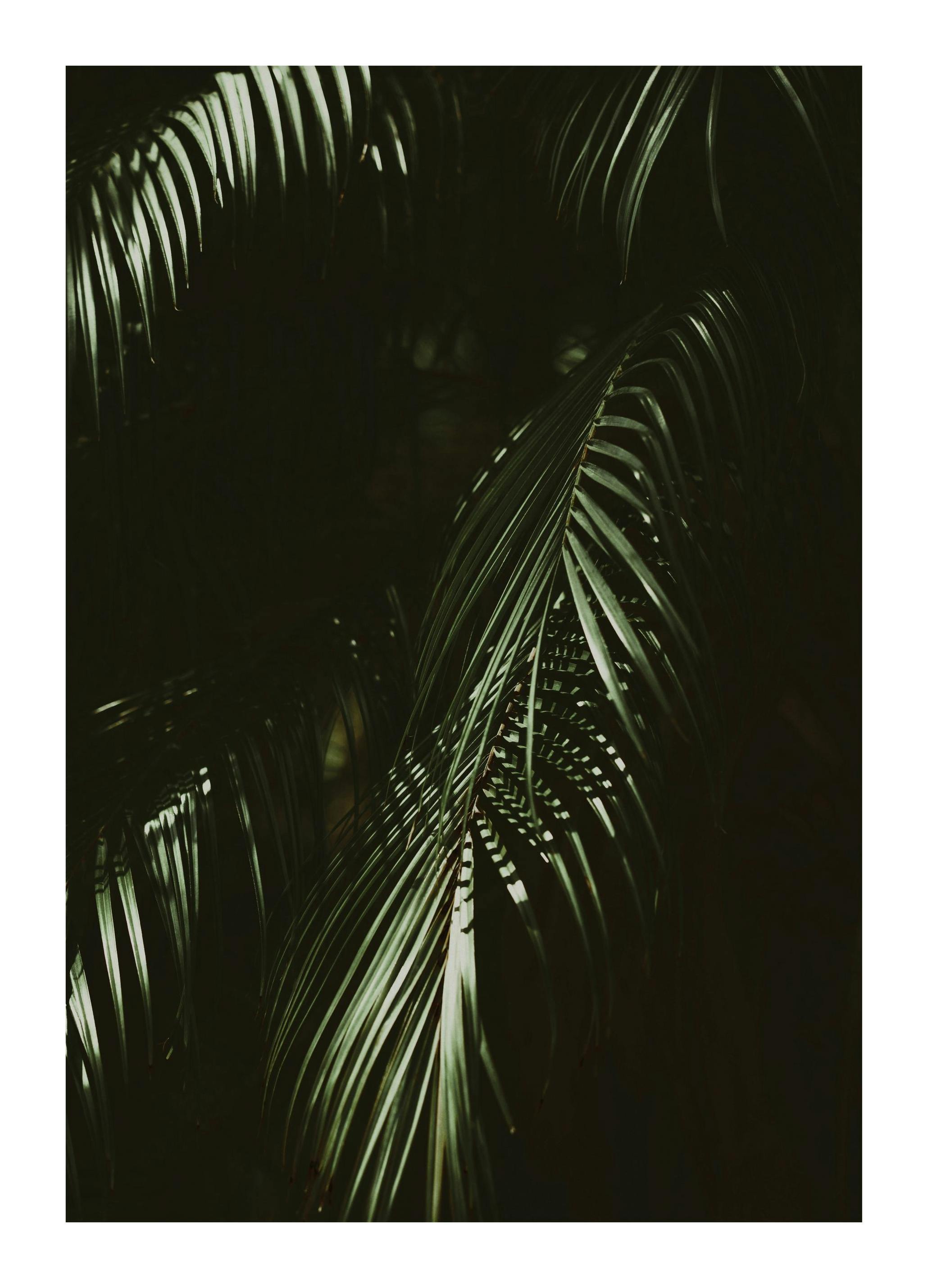 Prints Dramatic Palm Poster (50x70 cm) - Poster Store