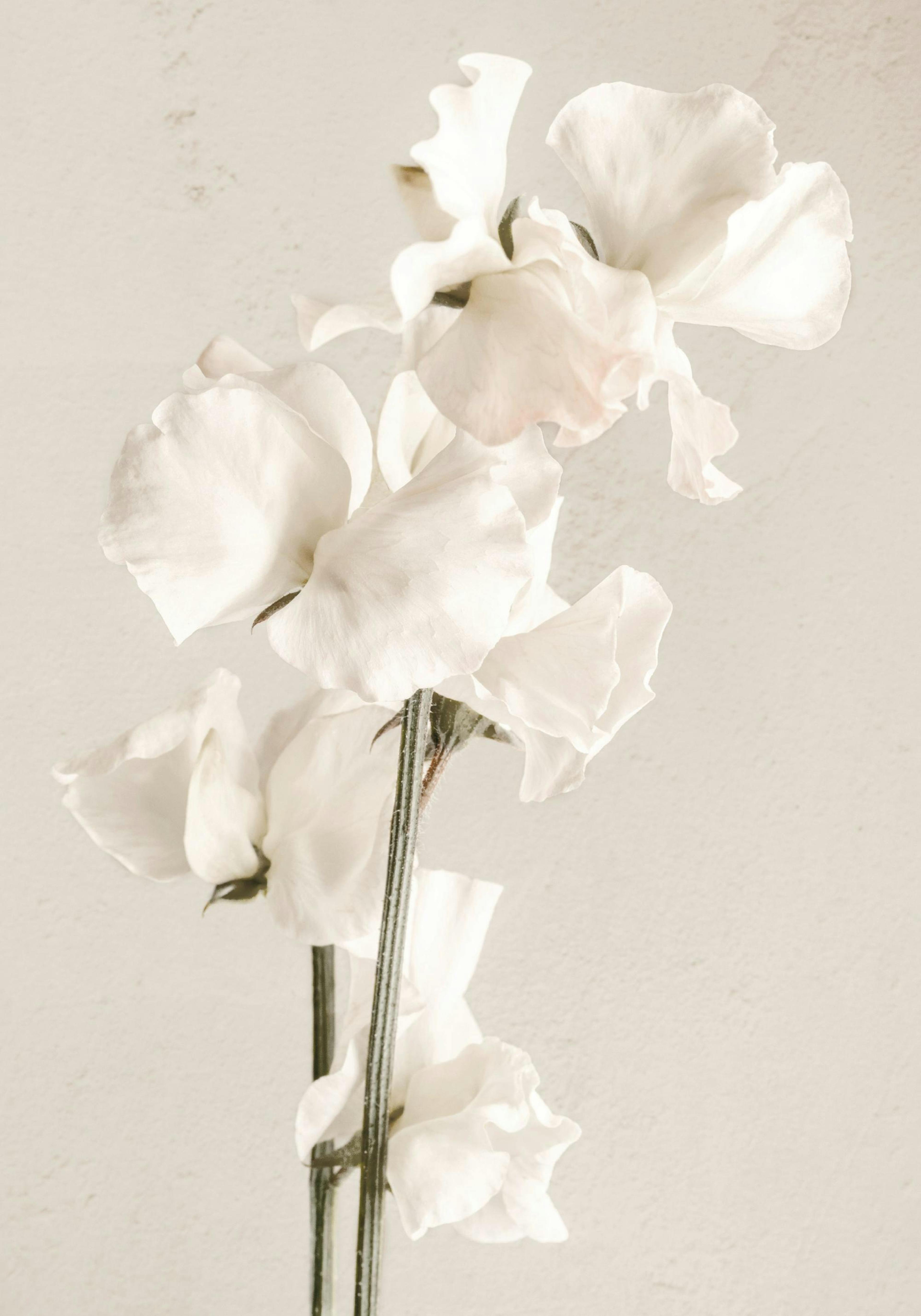 In voller Blüte Poster thumbnail