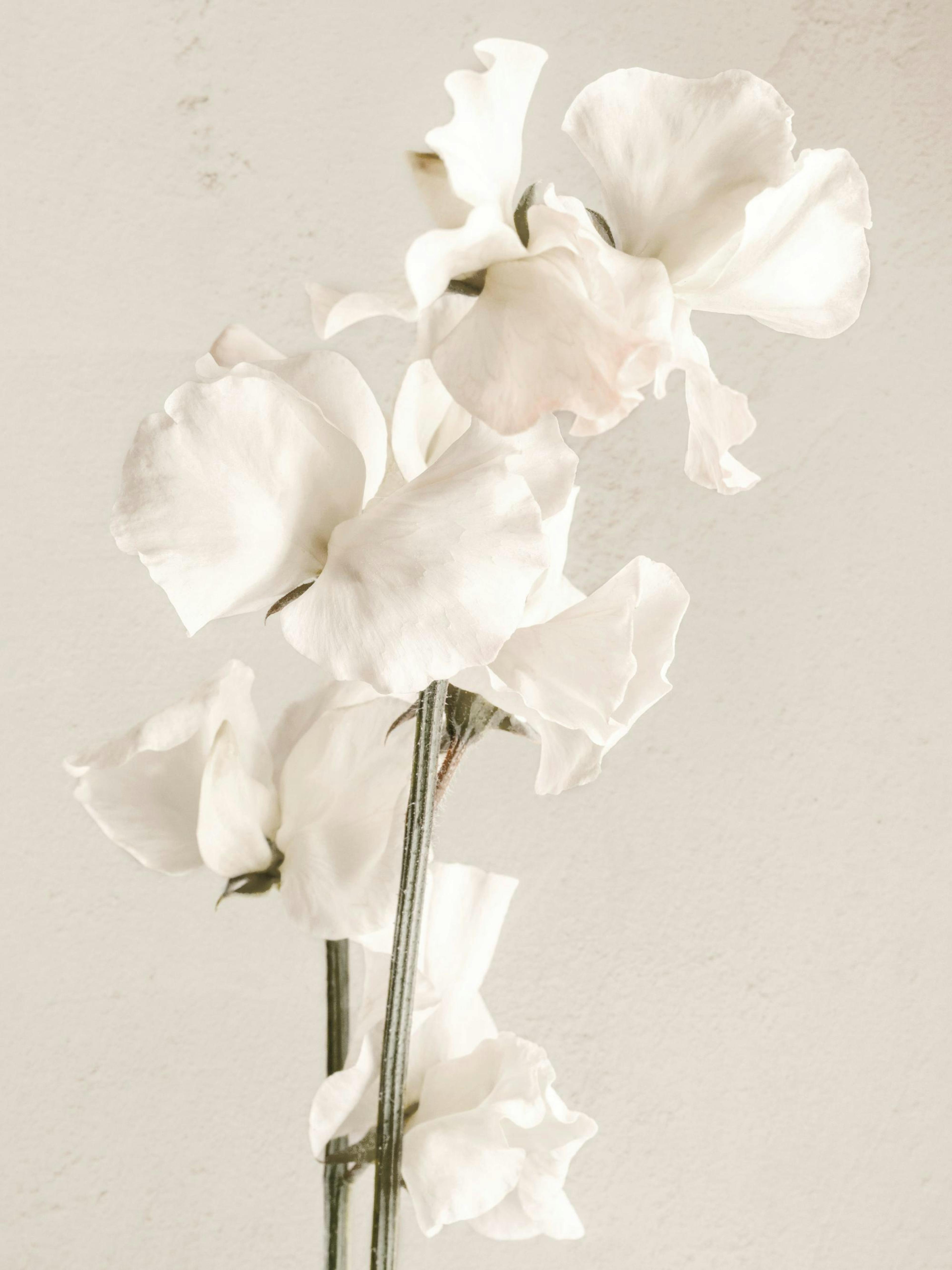 In voller Blüte Poster 0