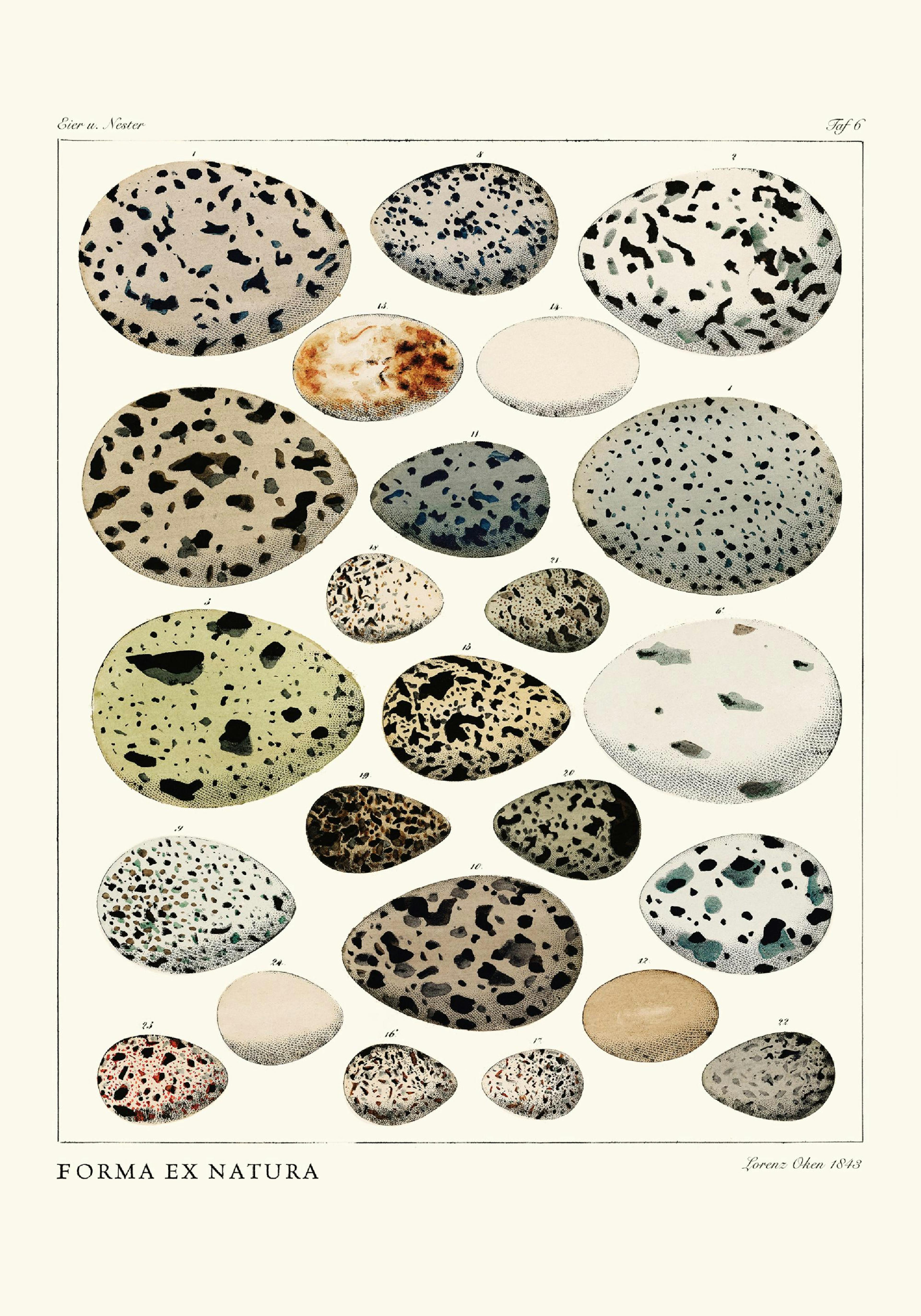 Form from Nature Poster thumbnail