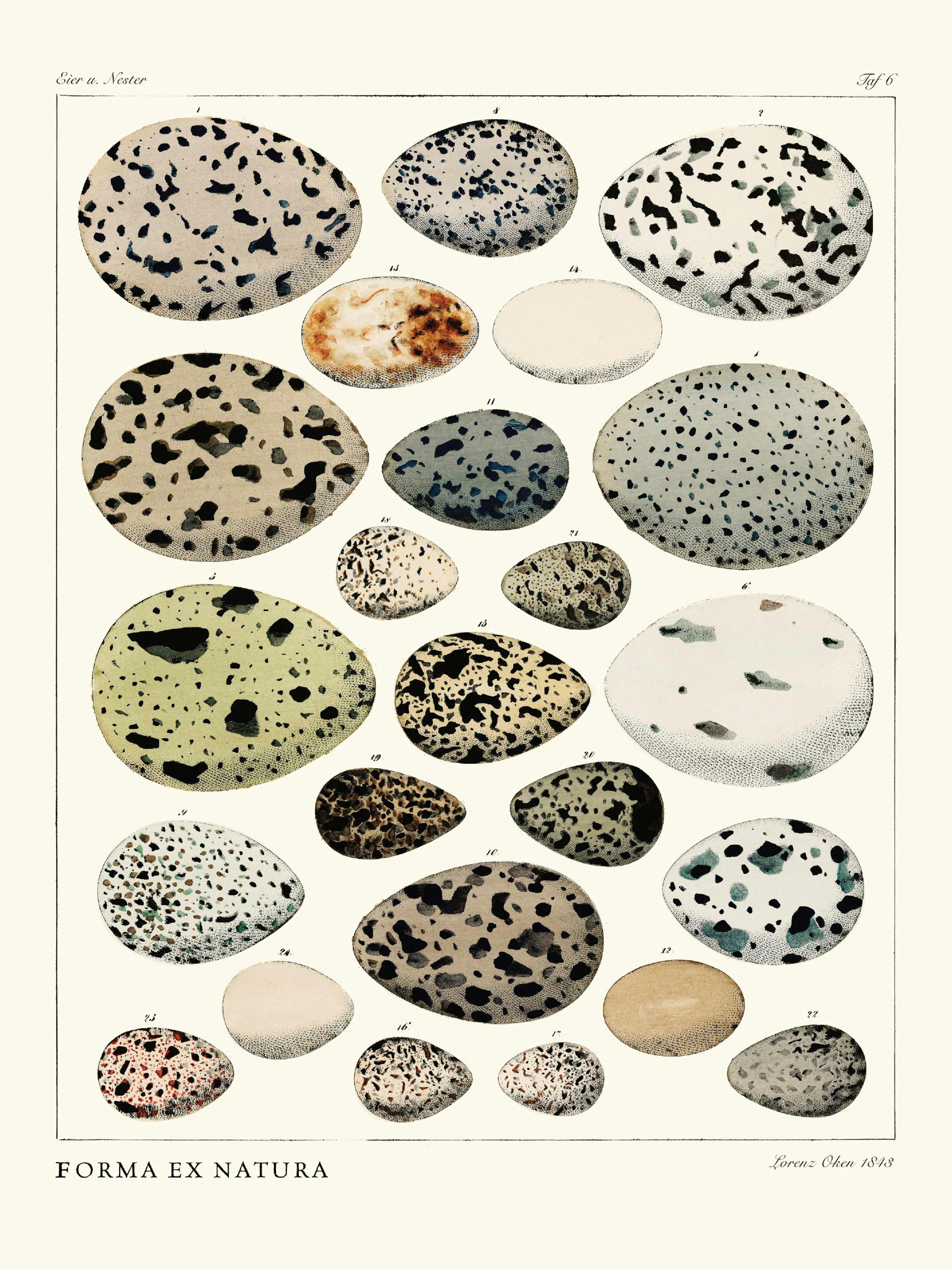 Form fra Naturen Plakat thumbnail