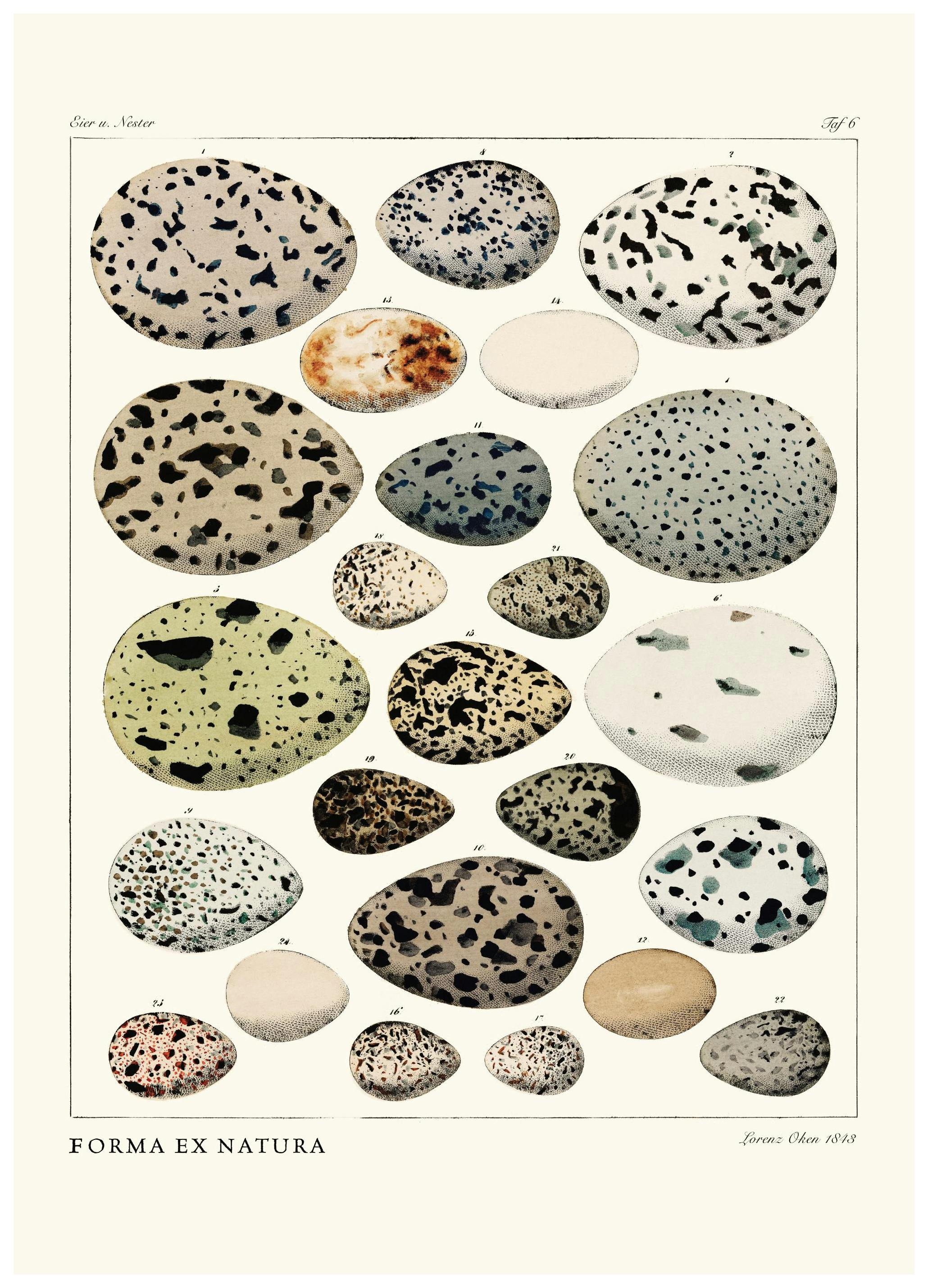 Prints Form from Nature Poster (50x70 cm) - Poster Store