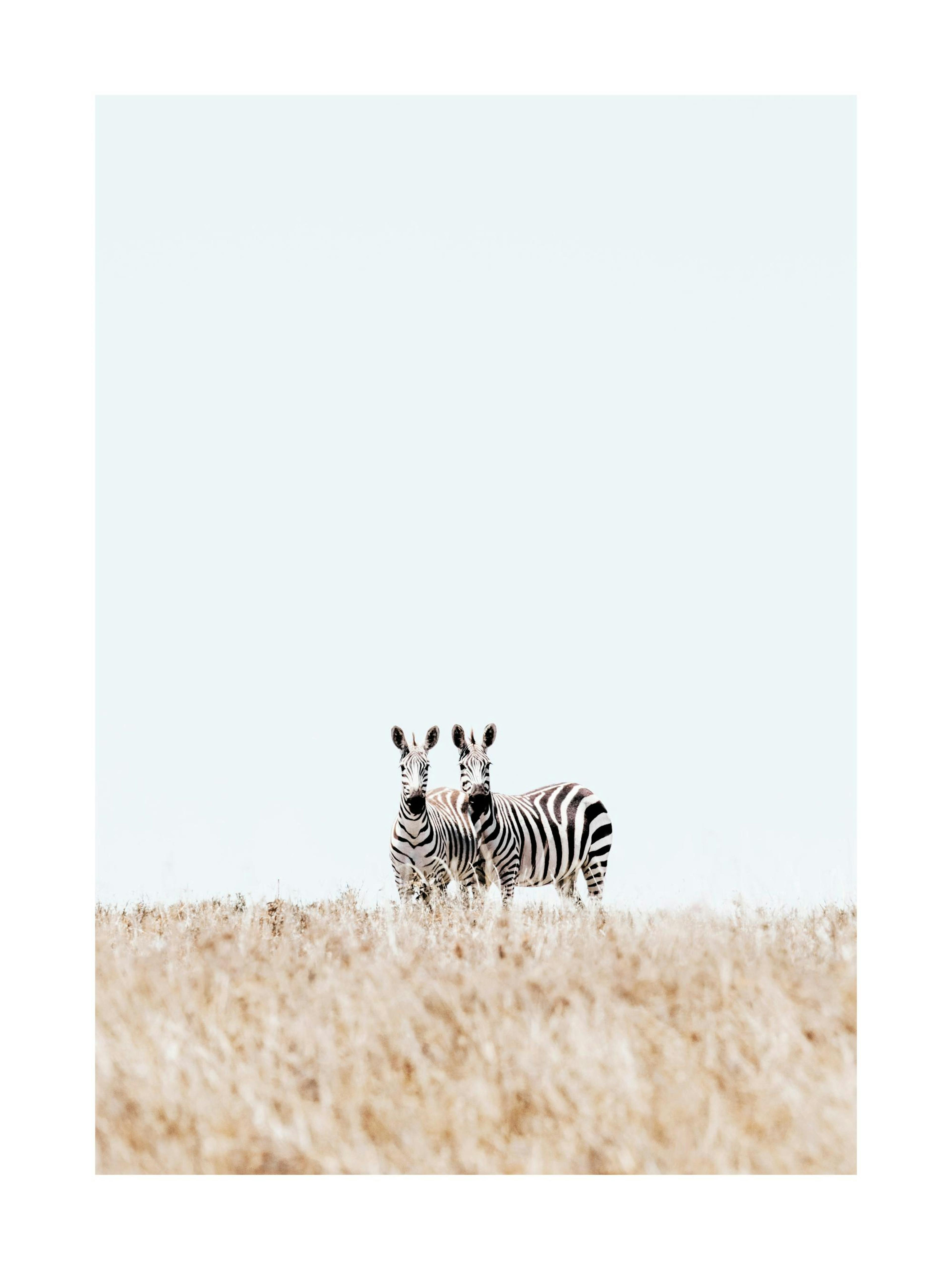 Coppia di Zebre Poster thumbnail