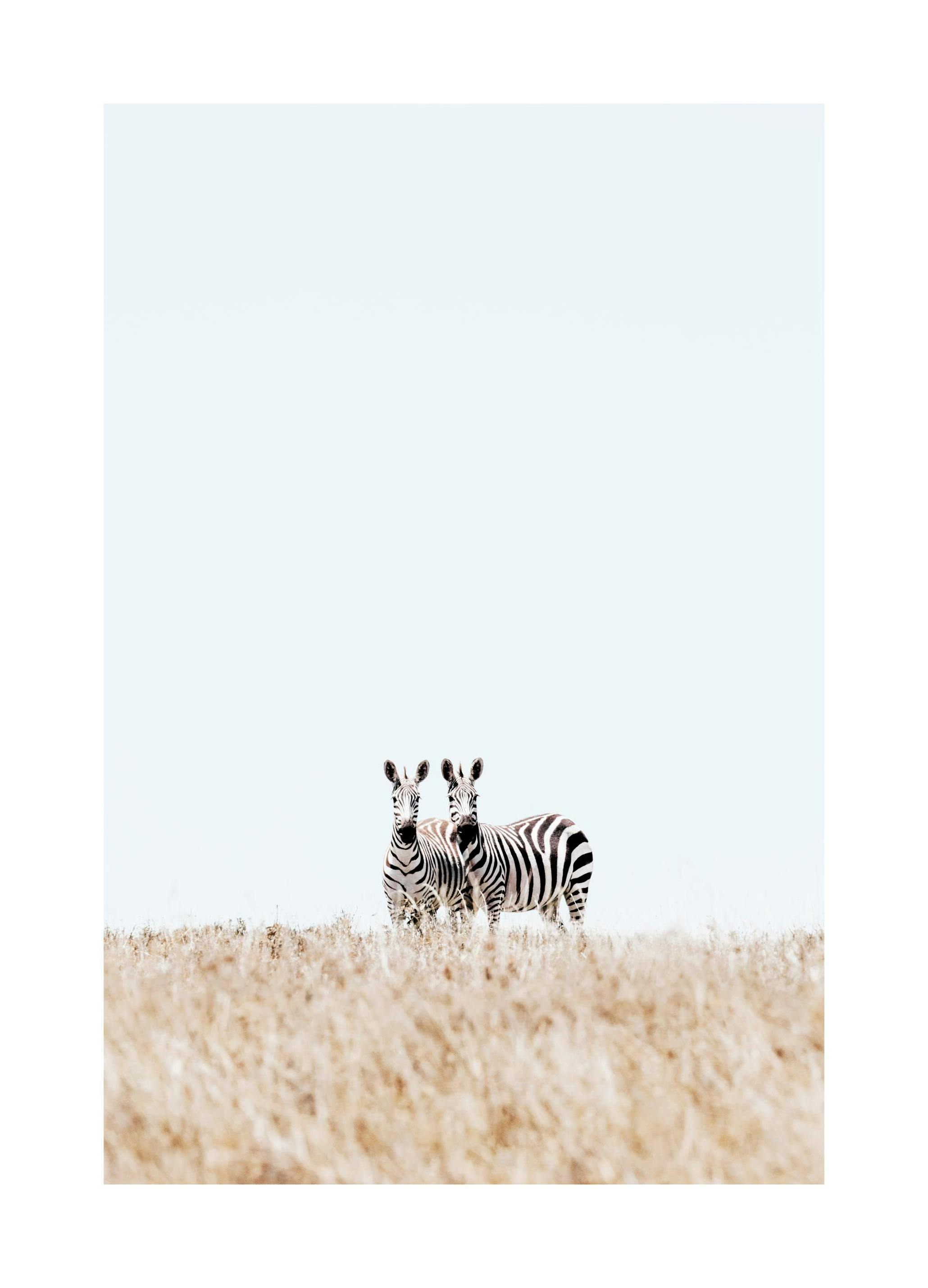 Prints Zebra Couple Poster (50x70 cm) - Poster Store