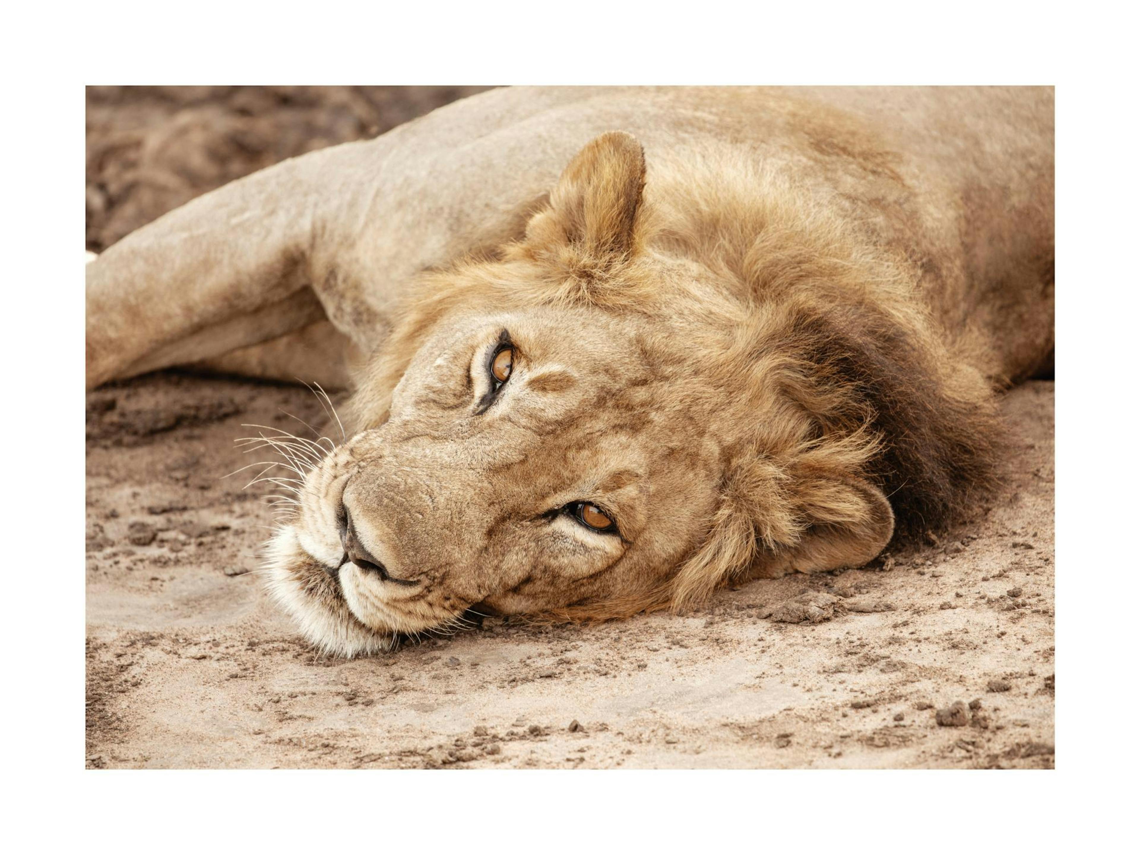 King of the Savannah Poster thumbnail