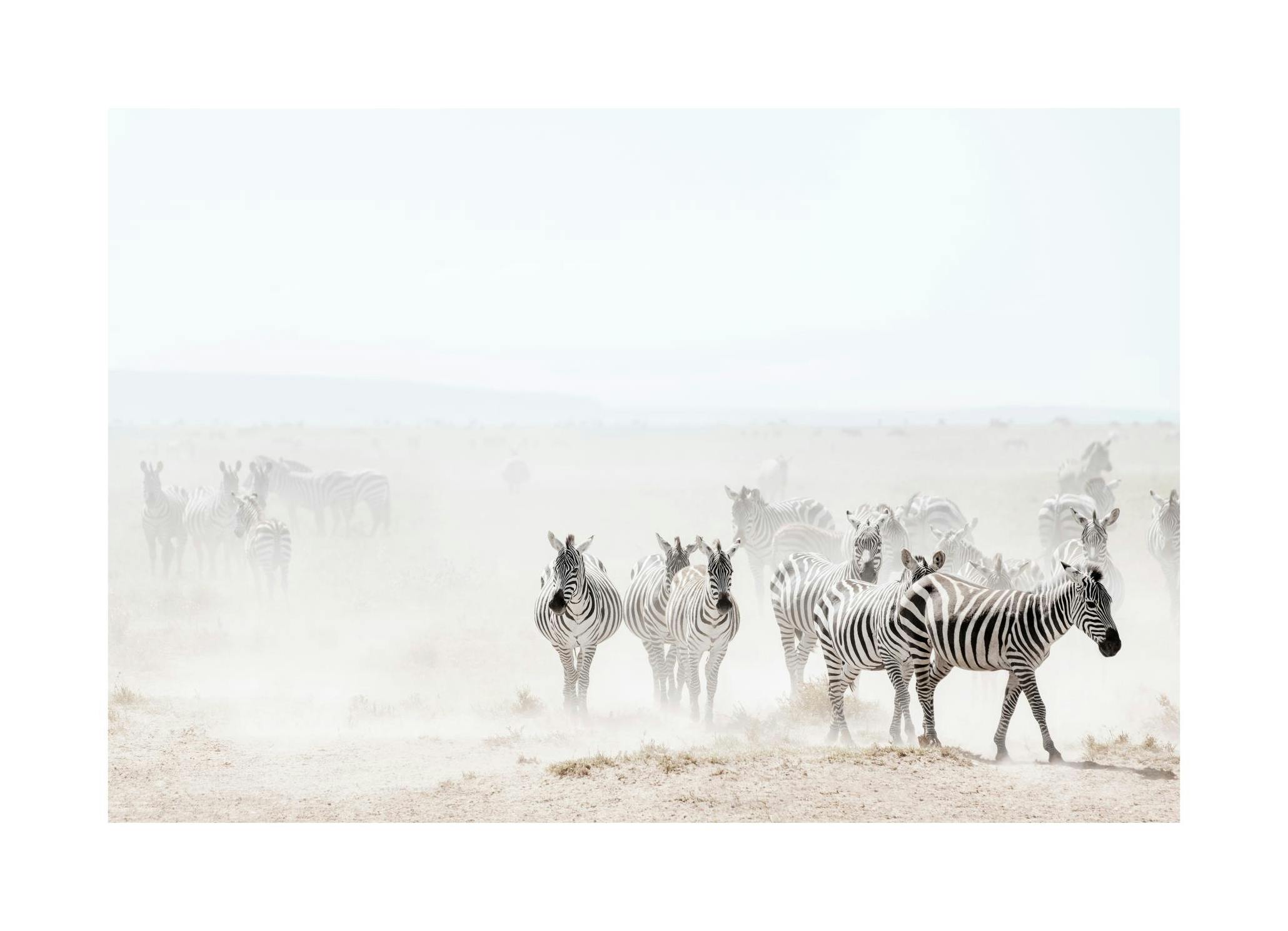 Prints Dusty Zebra Herd Poster (50x70 cm) - Poster Store