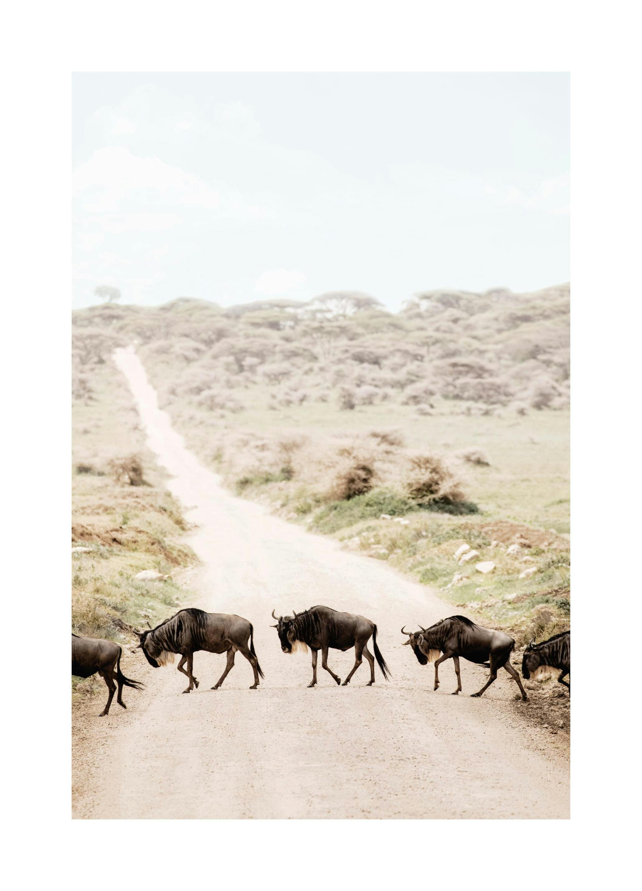 Przeprawa gnu Plakat (30x40 cm) - Poster Store