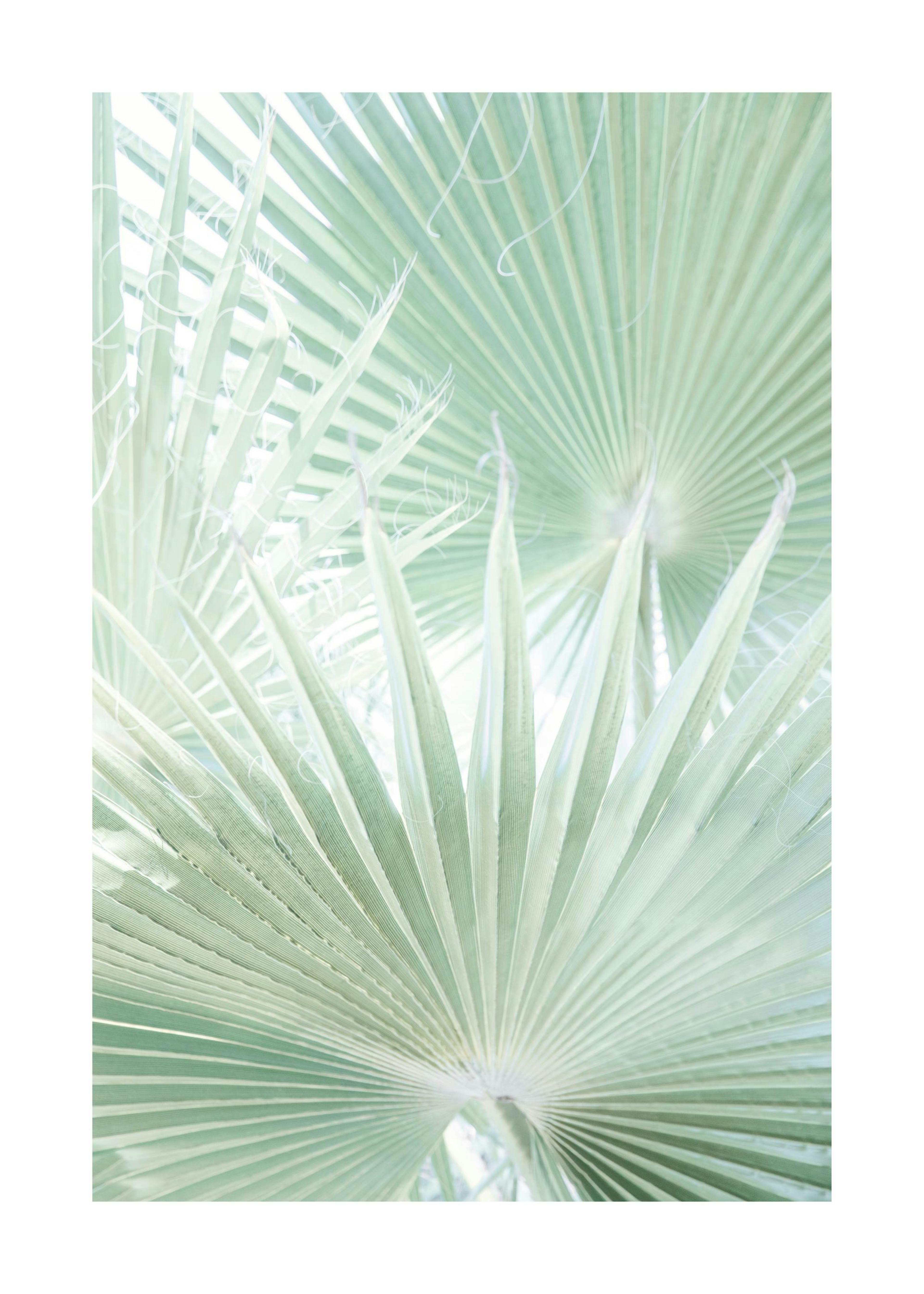 Light Green Leaves Poster 0