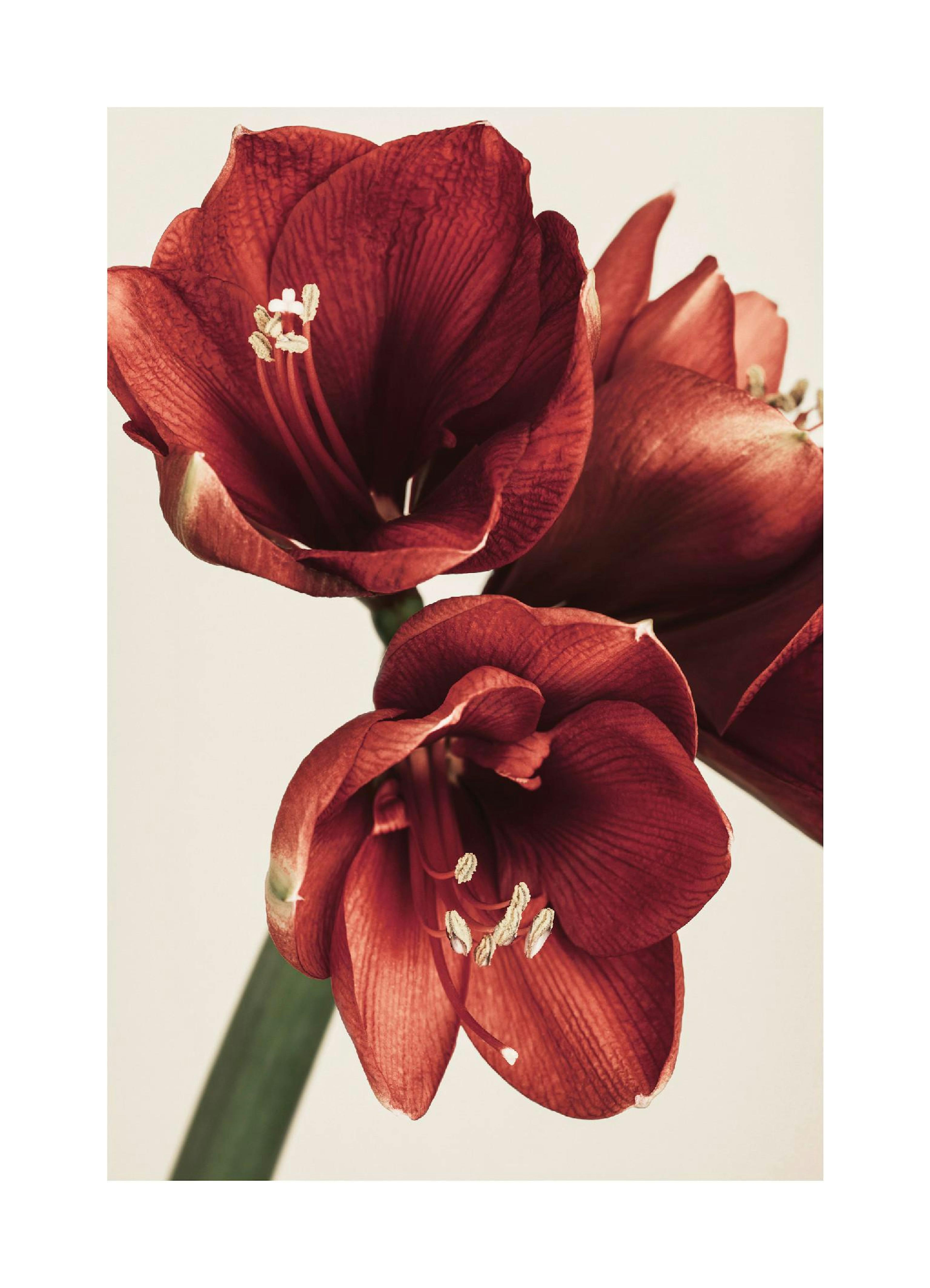 Amaryllis in Red Poster thumbnail