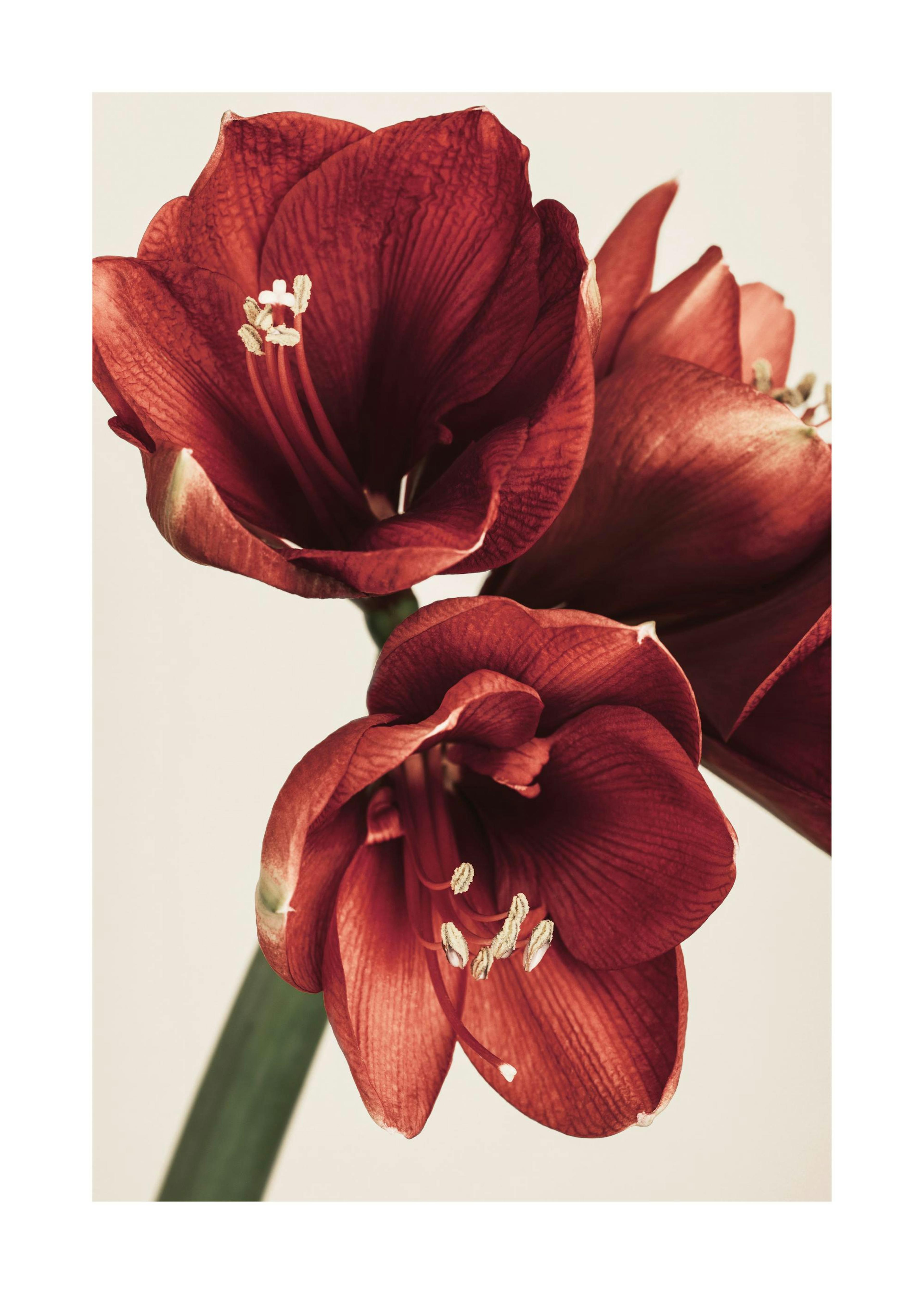 Poster di Amaryllis in Rosso 0