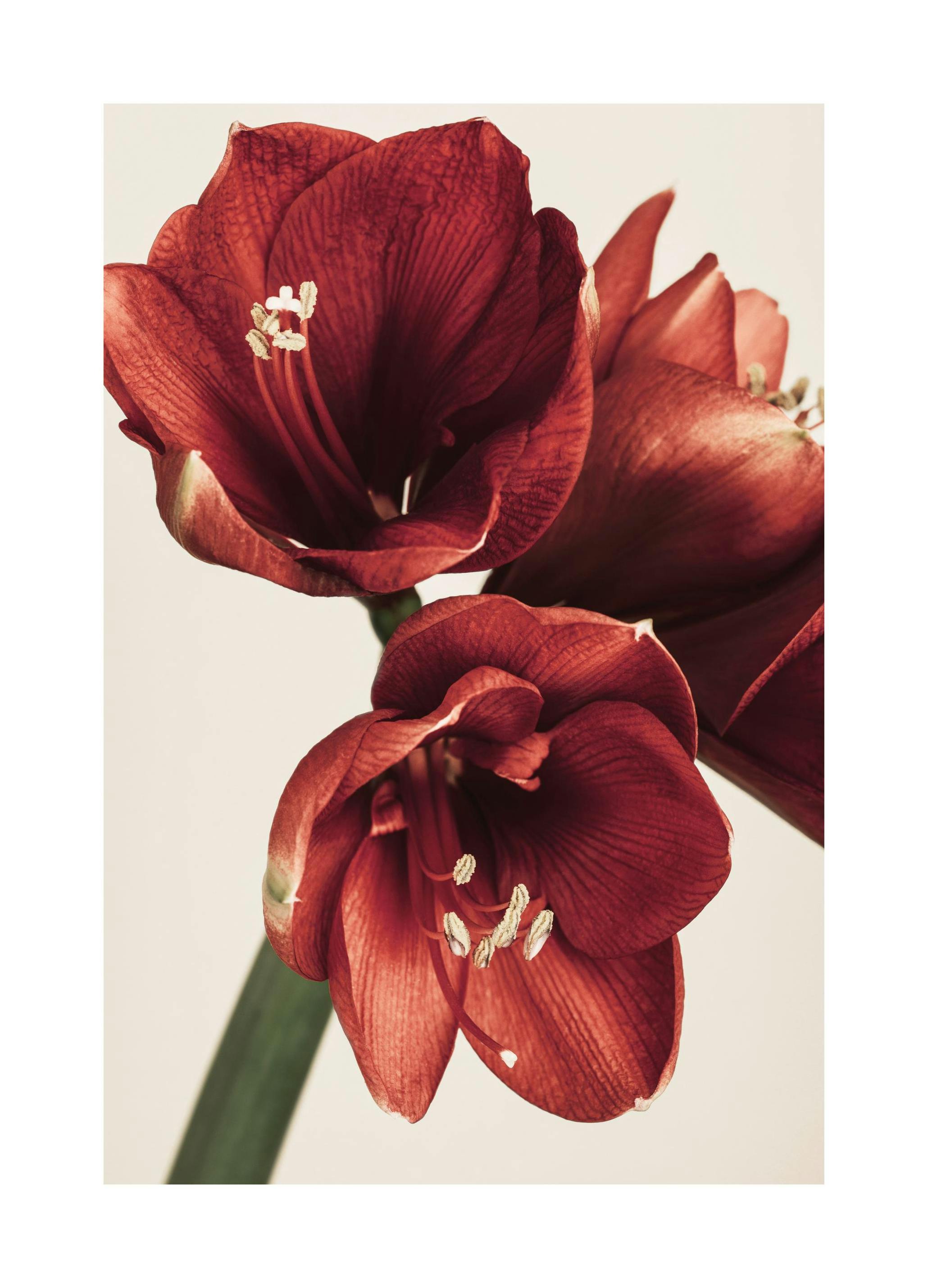 Poster di Amaryllis in Rosso (13x18 cm) - Poster Store