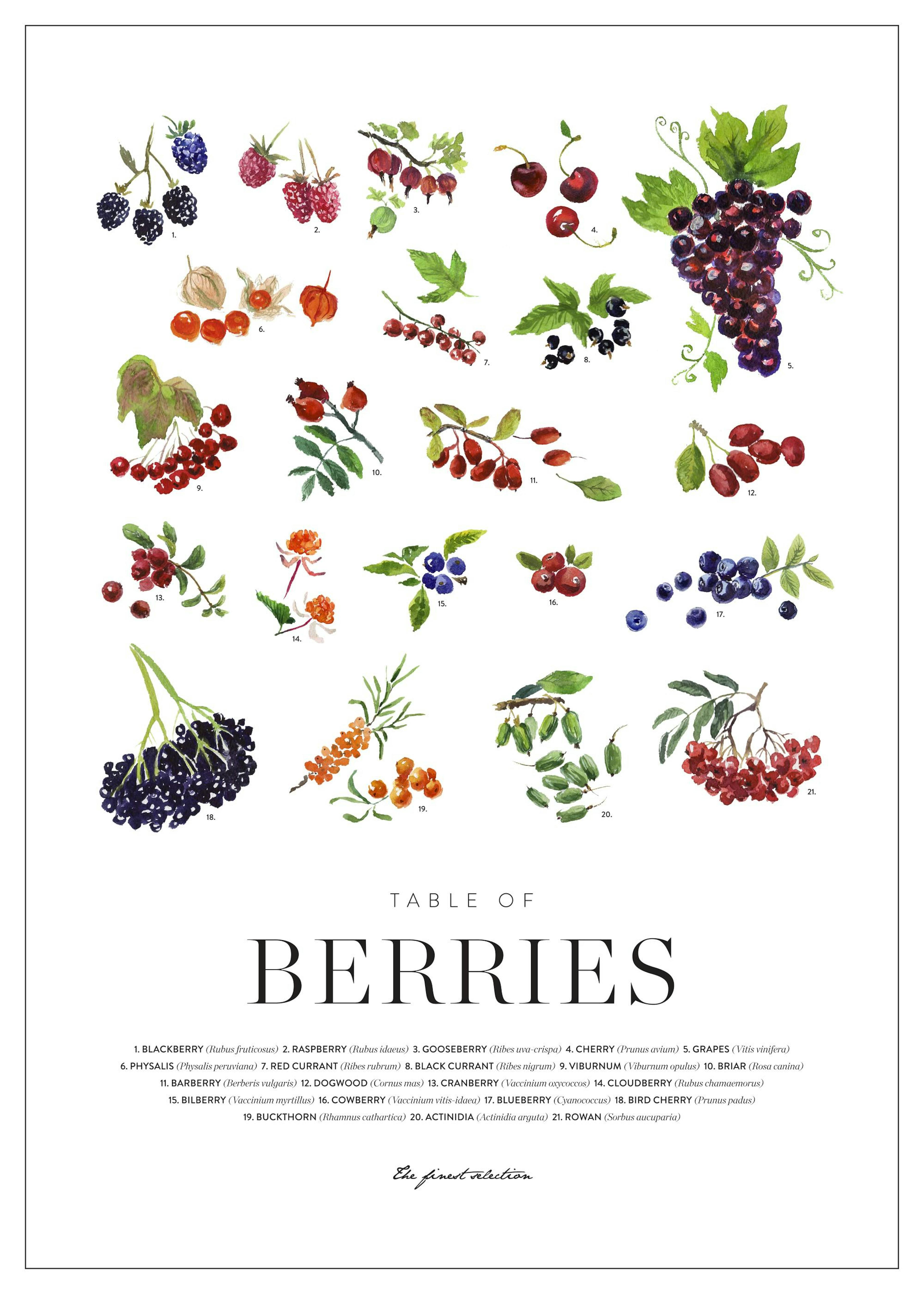 Berries Poster 0