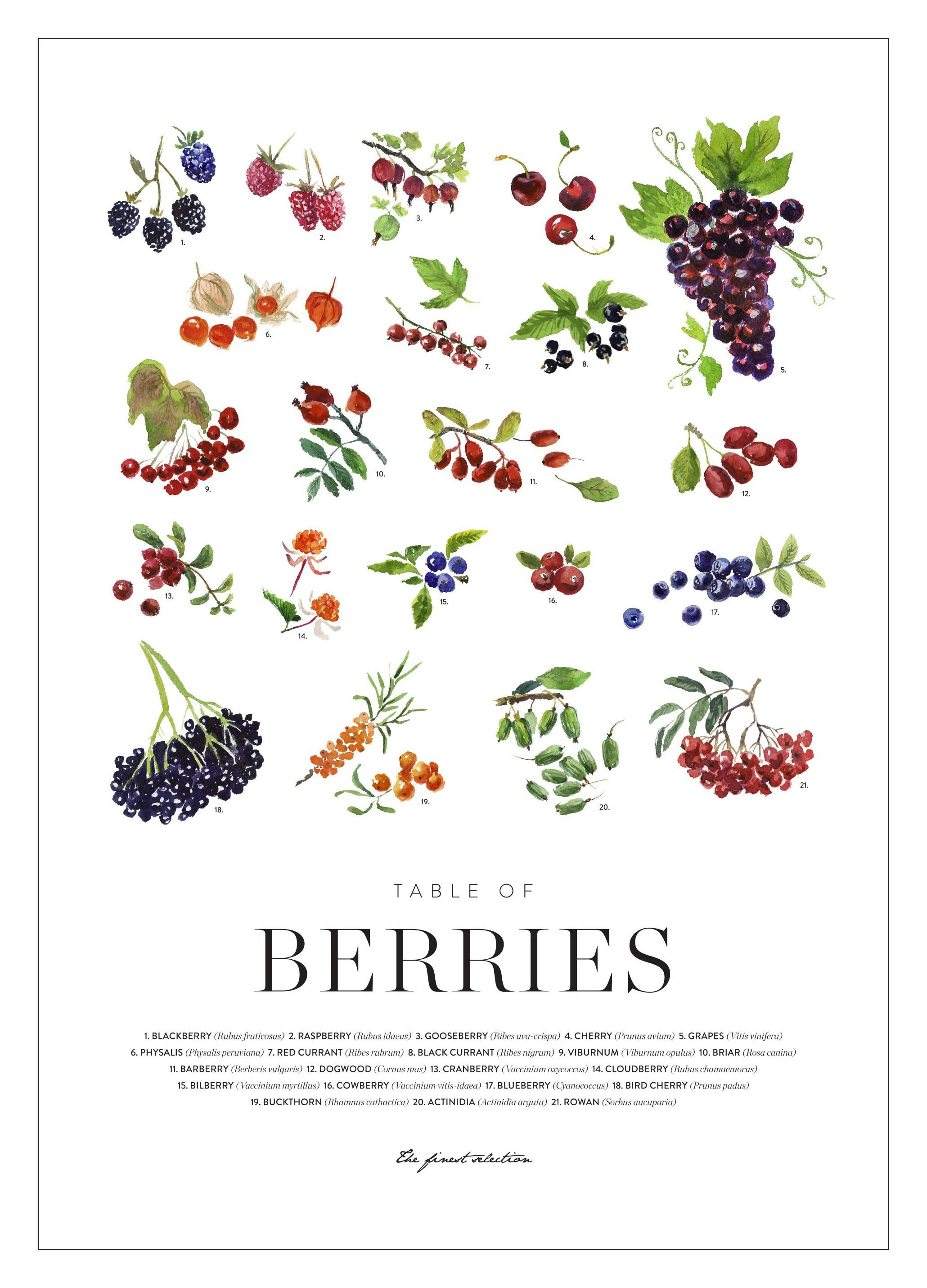 Berries. Affiche (21x30 cm) - Poster Store
