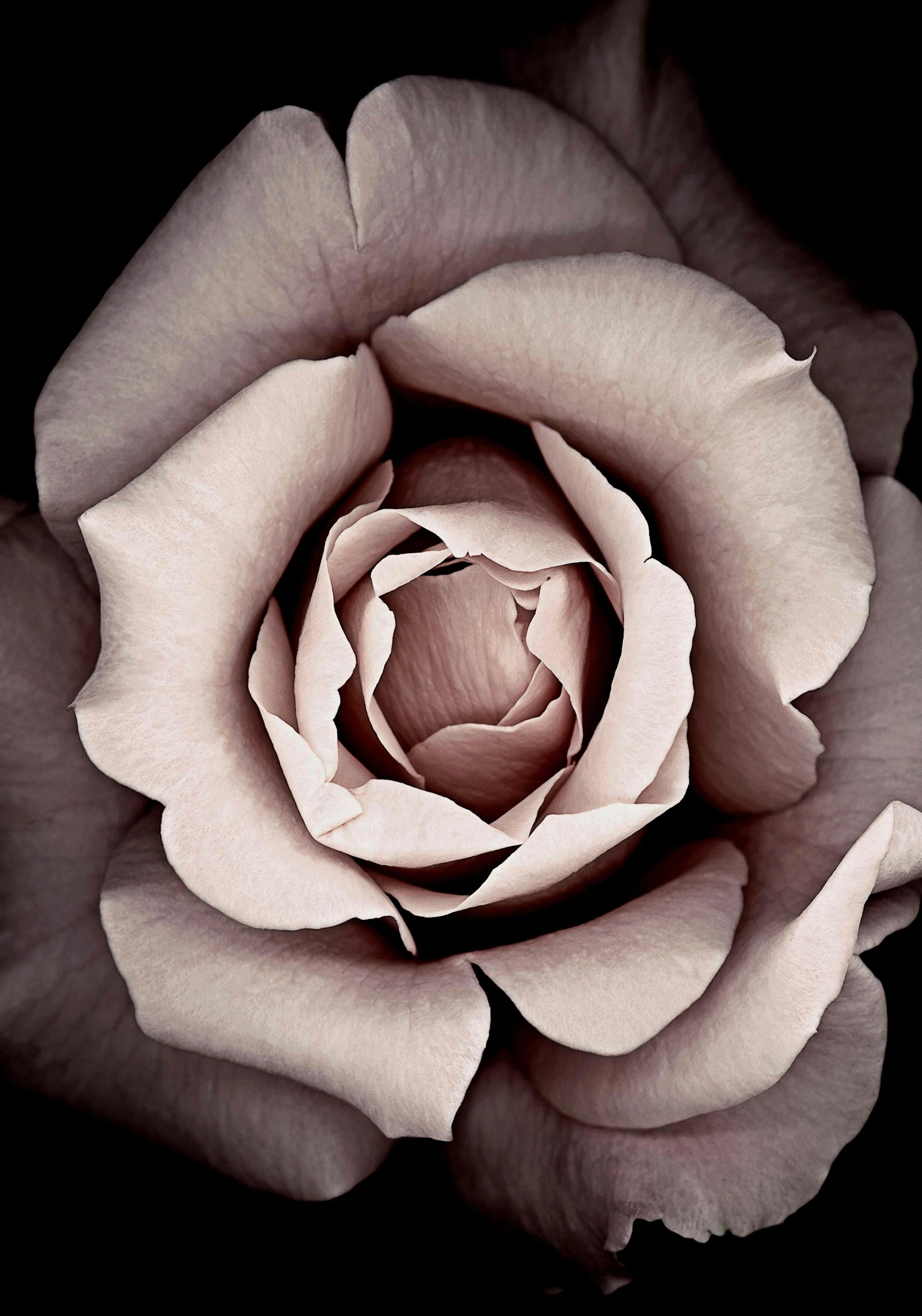 Blossom Poster 0