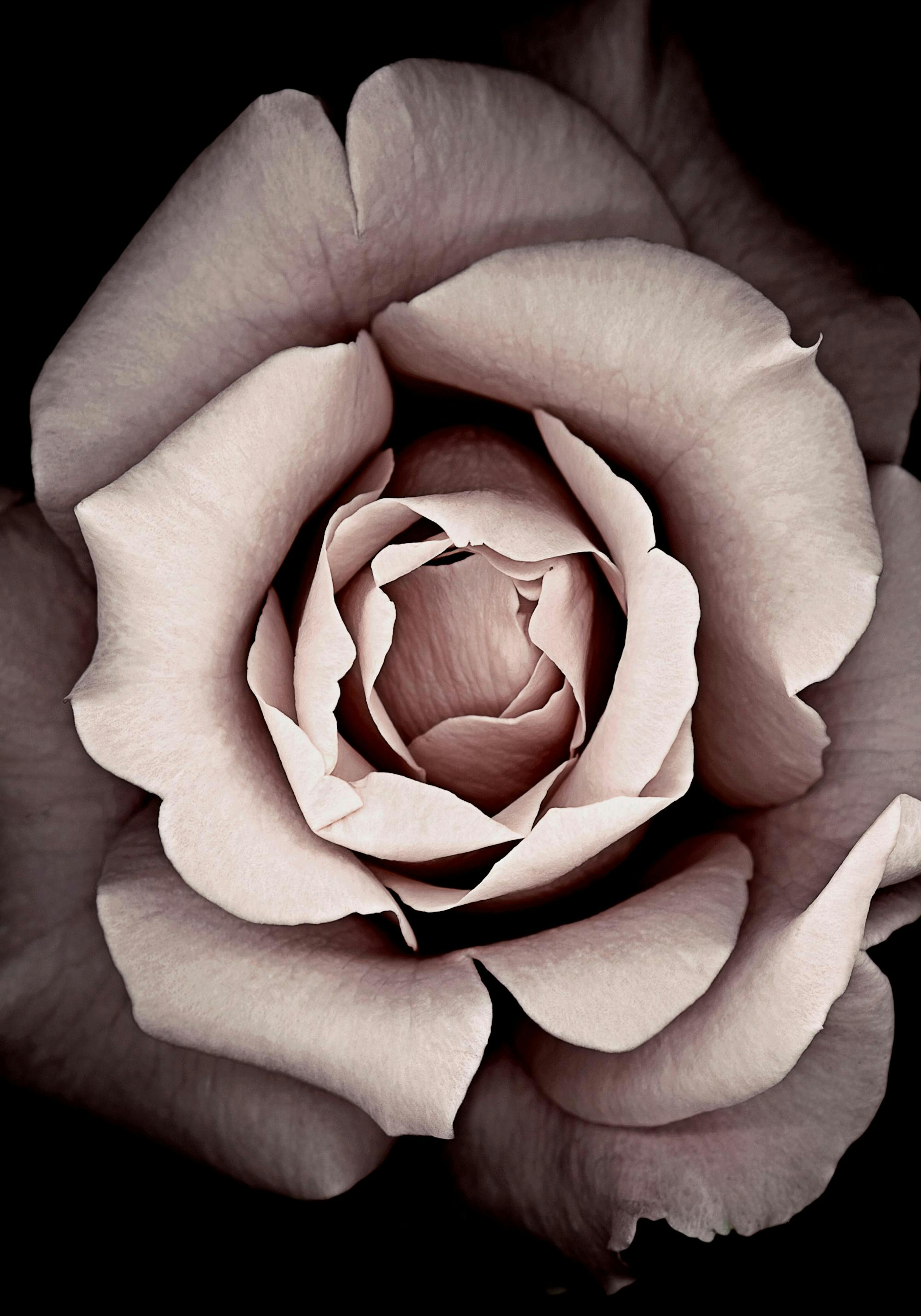 Flor Póster 0