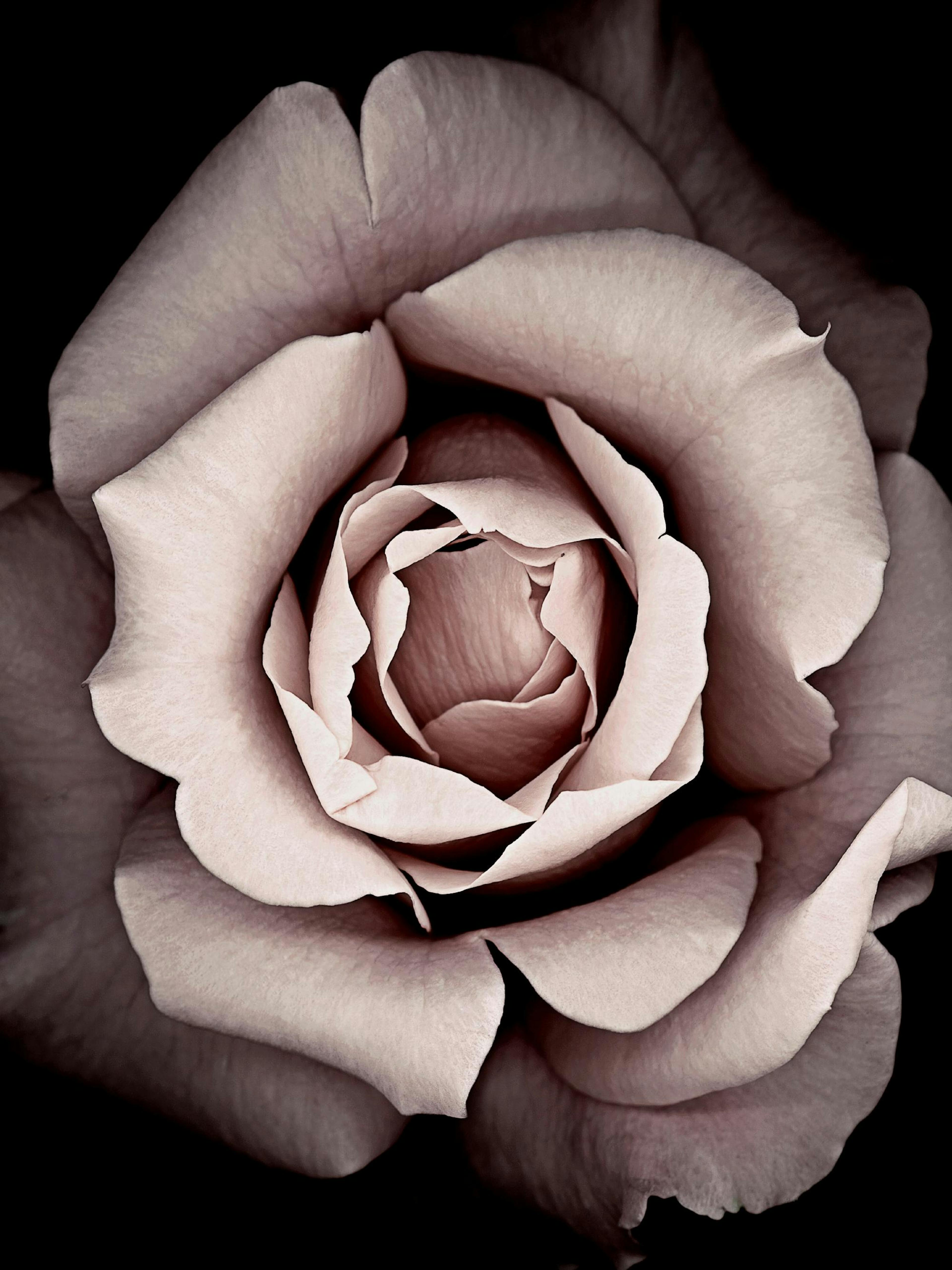Blossom Poster 0