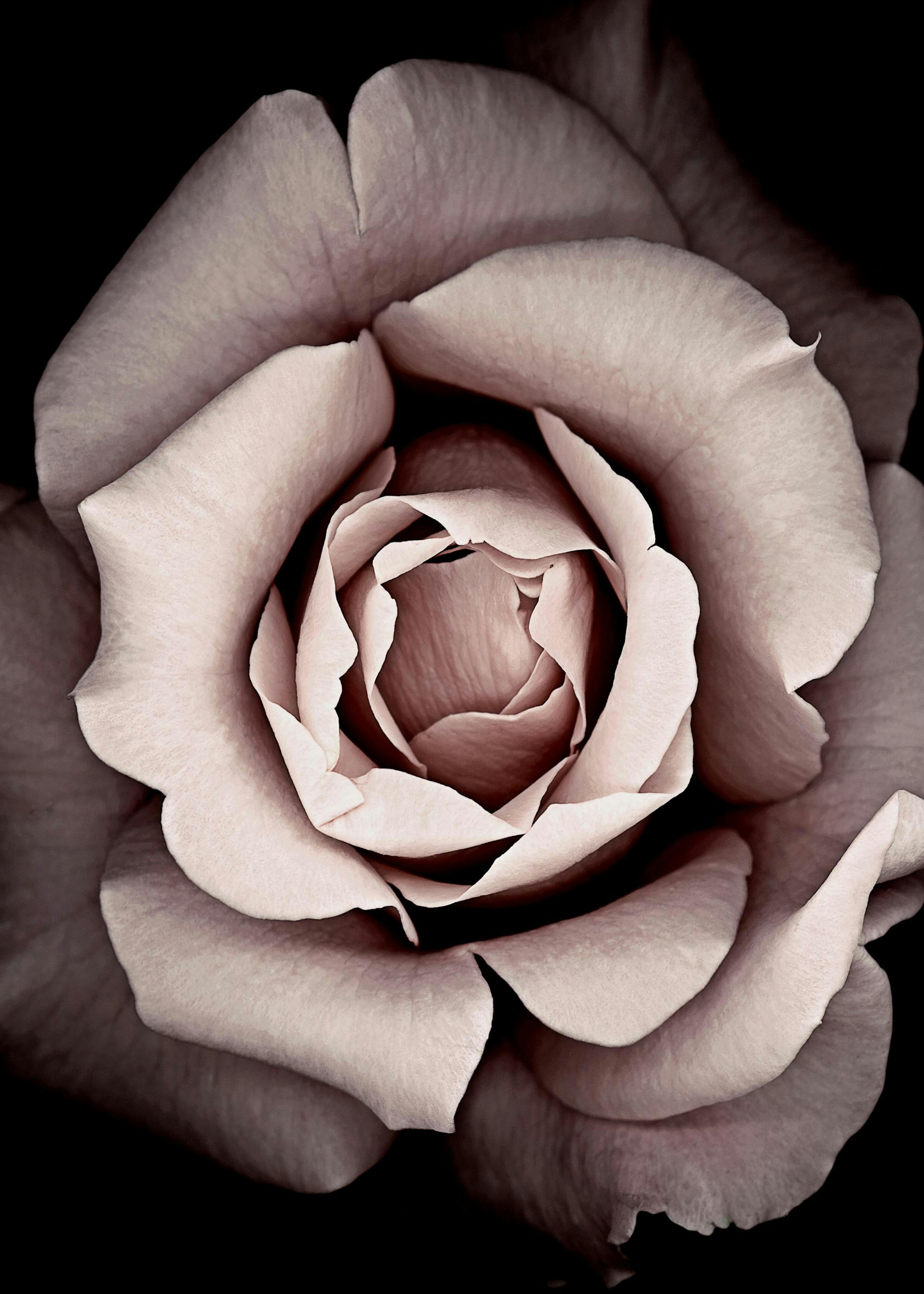 Blossom Poster 0