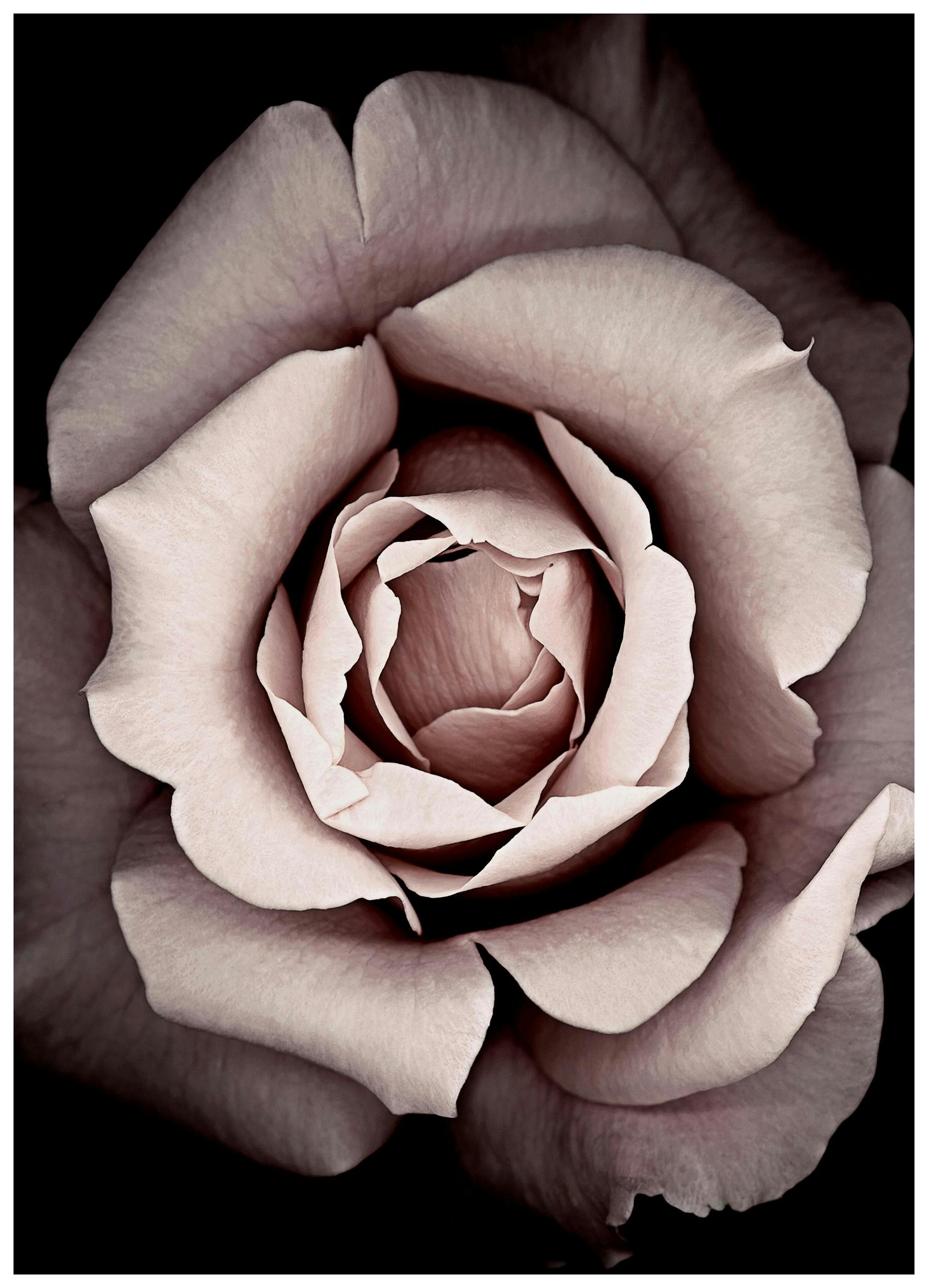 Blossom Poster (30x40 cm) - Poster Store