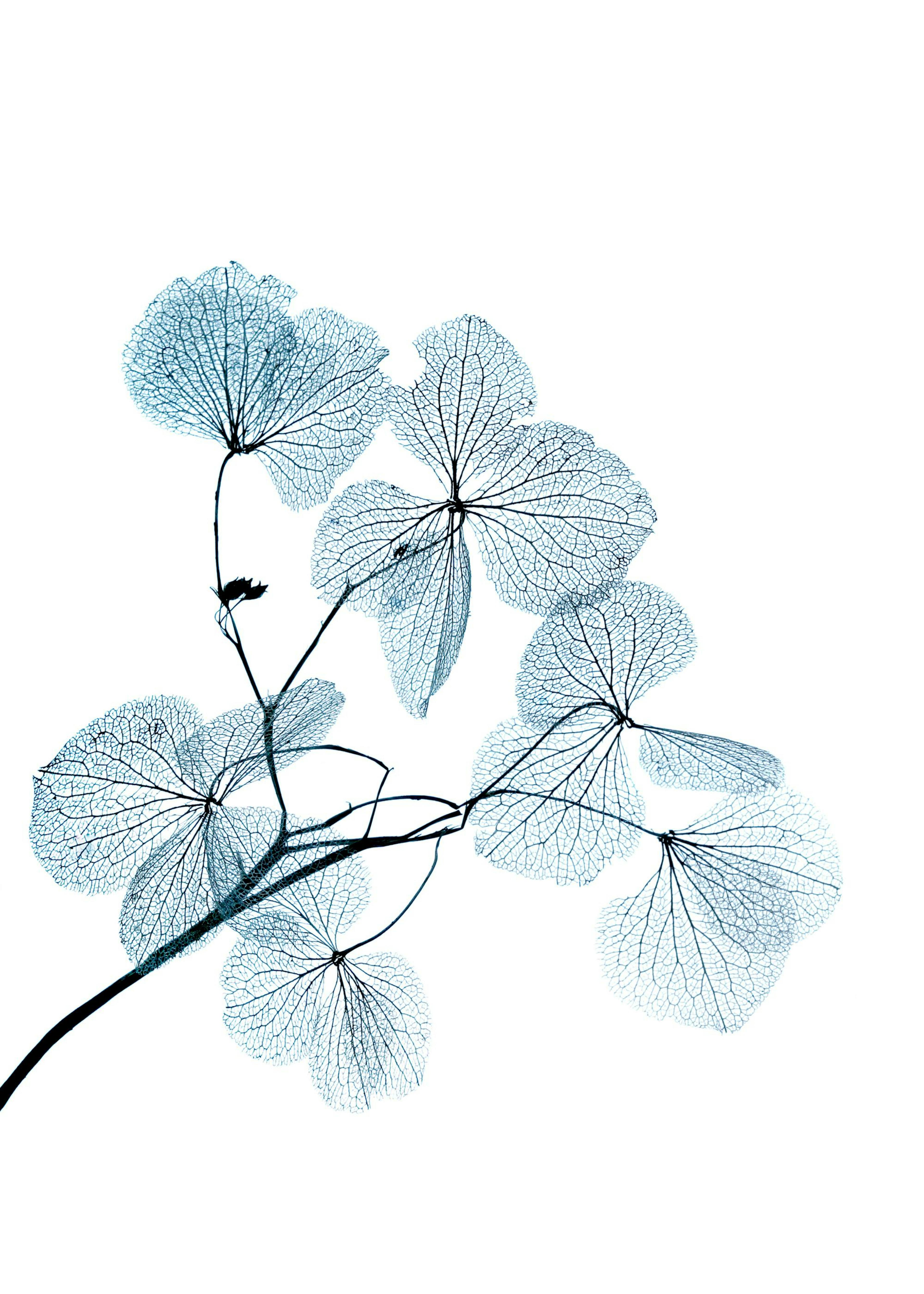 Blue Leaves. Poster 0