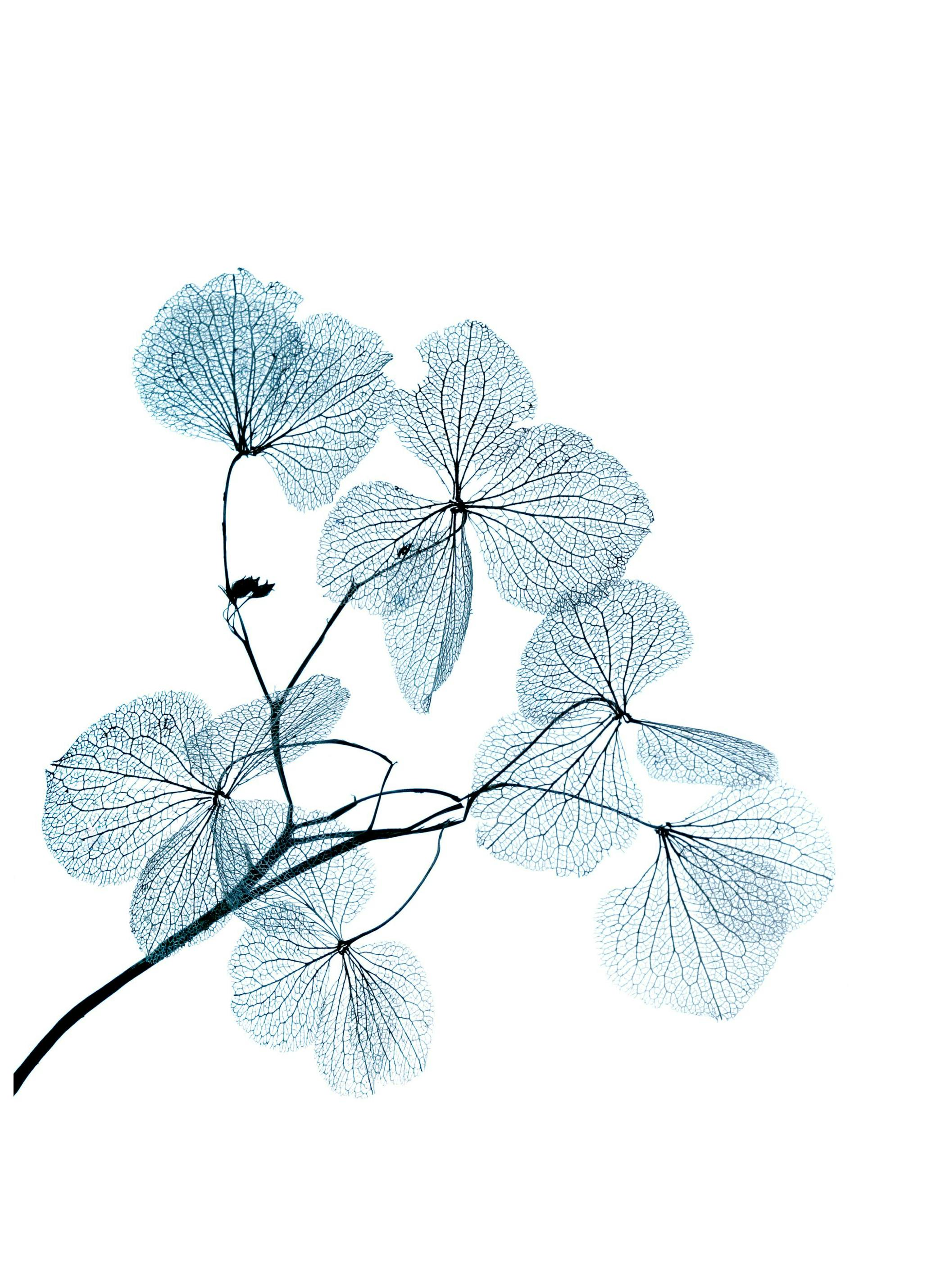 Blue Leaves Poster (13x18 cm) - Poster Store