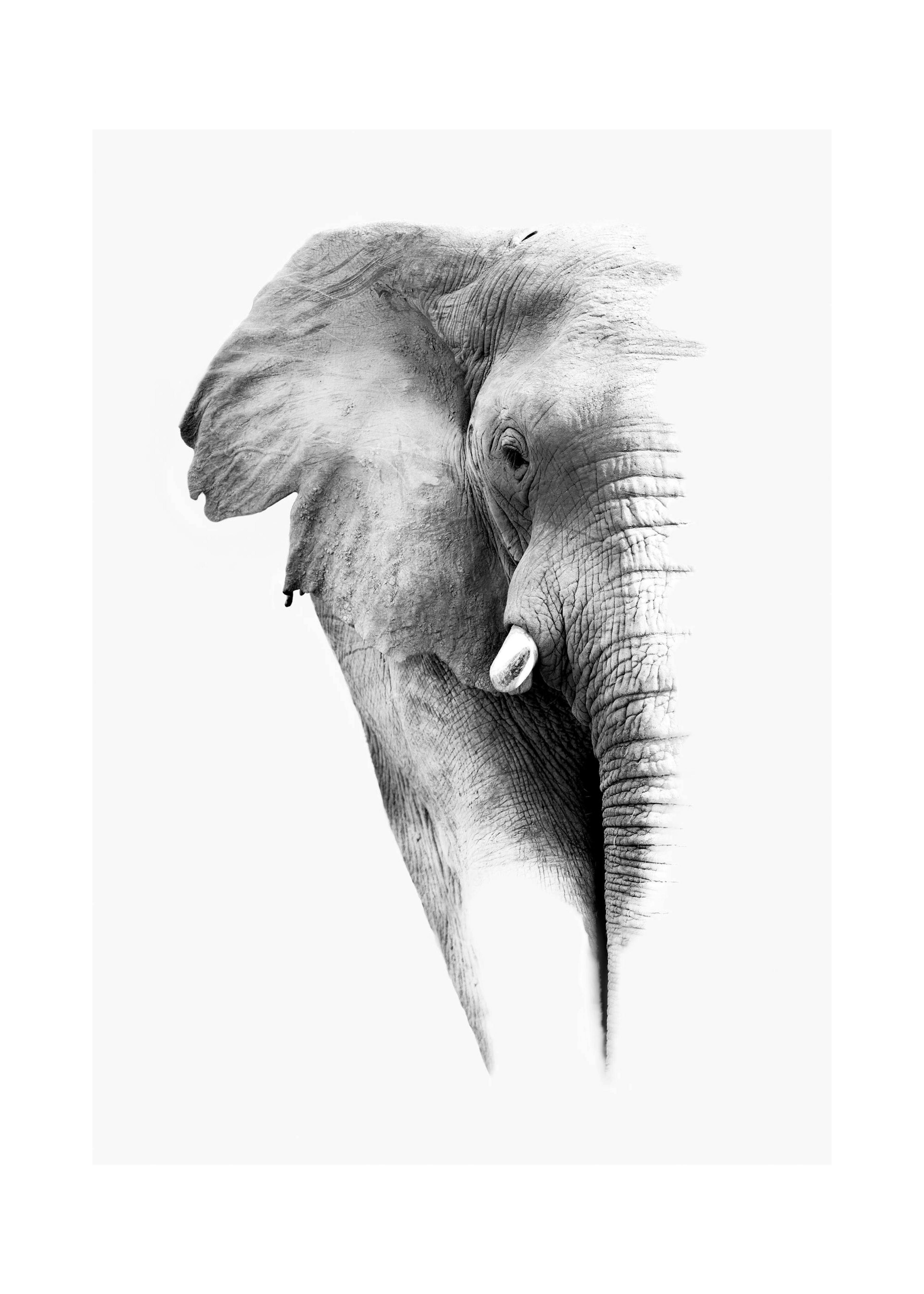 Éléphant. Poster 0