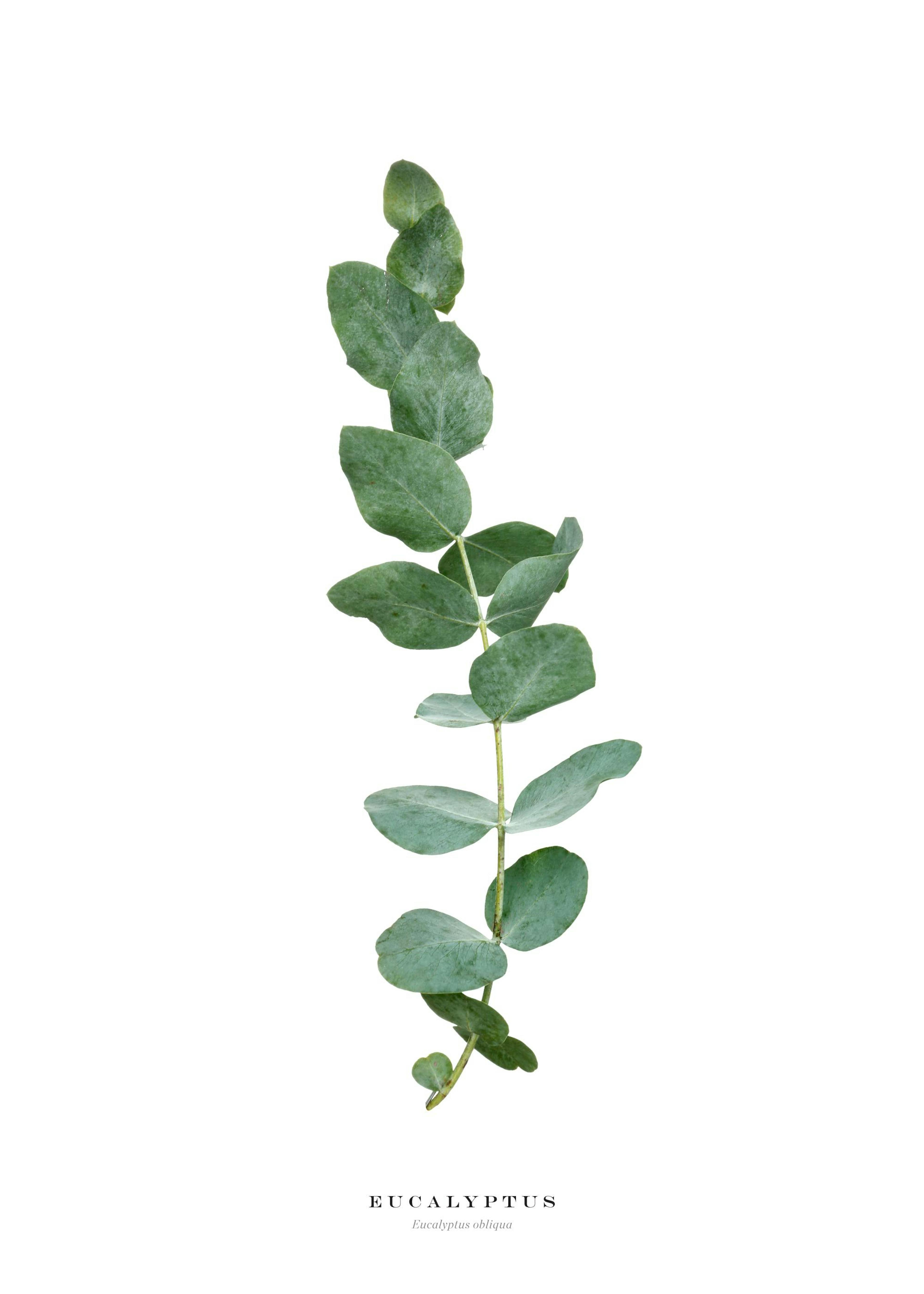 Eucalyptus Poster 0