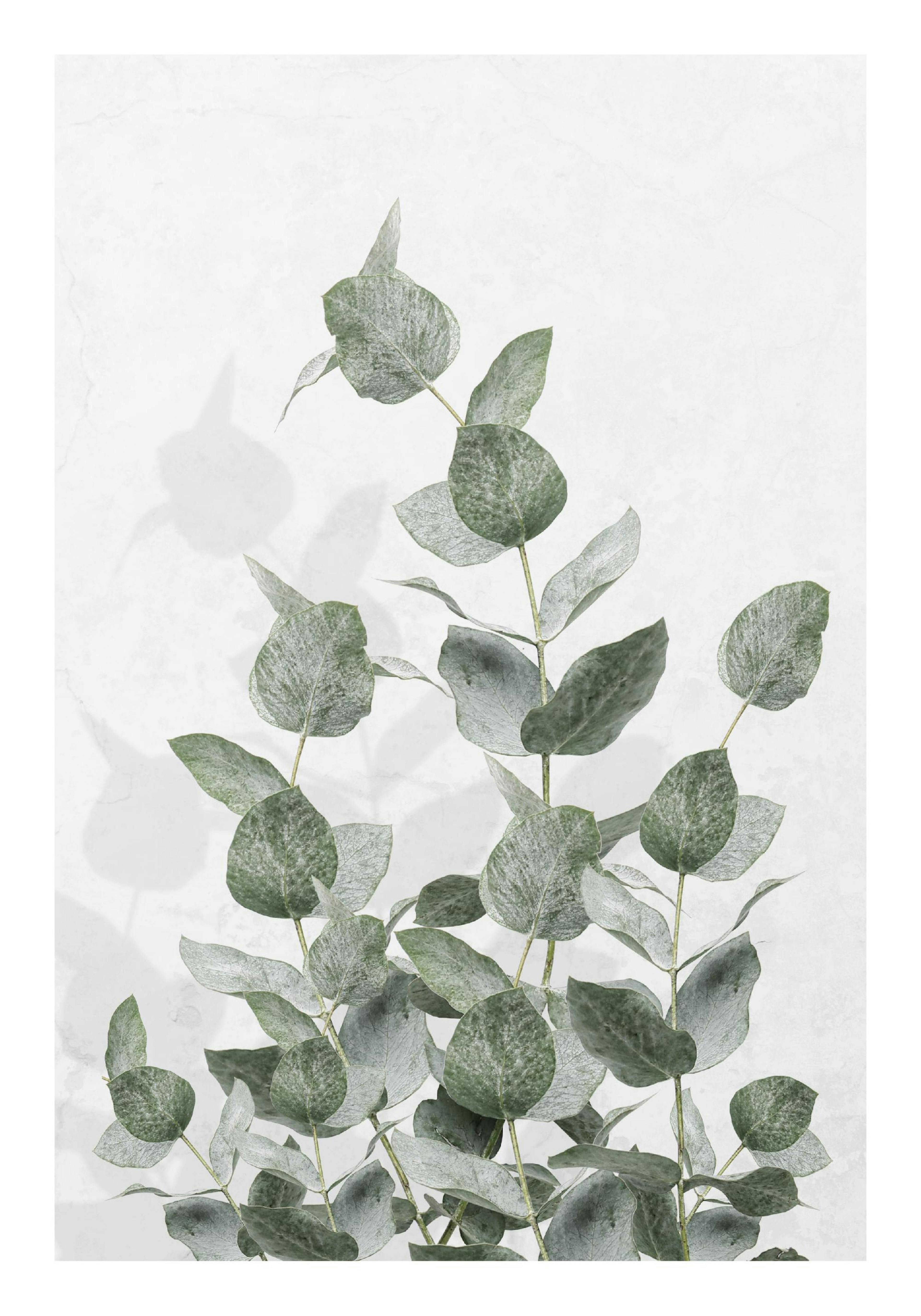 Eucalyptus Wall Poster 0
