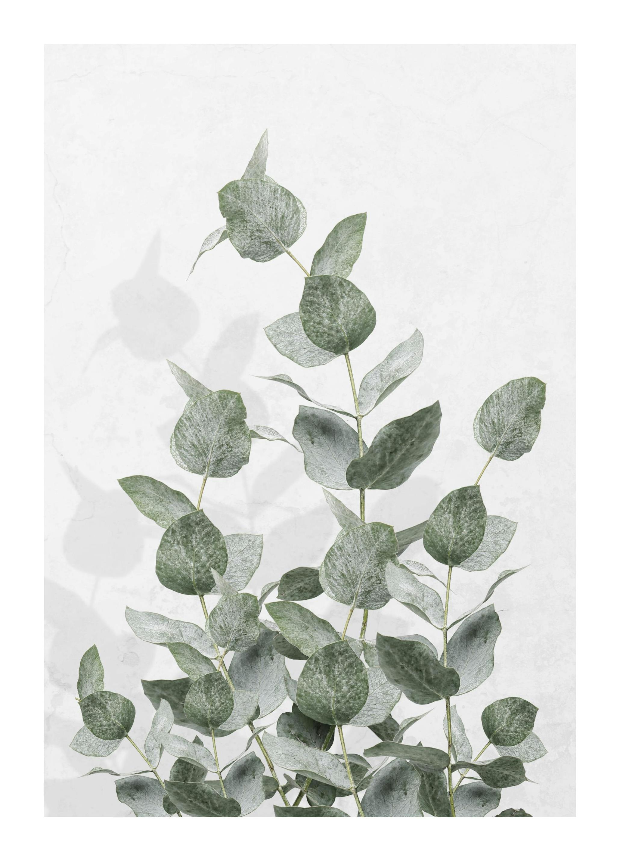 Eucalyptus Wall Poster (21x30 cm) - Poster Store