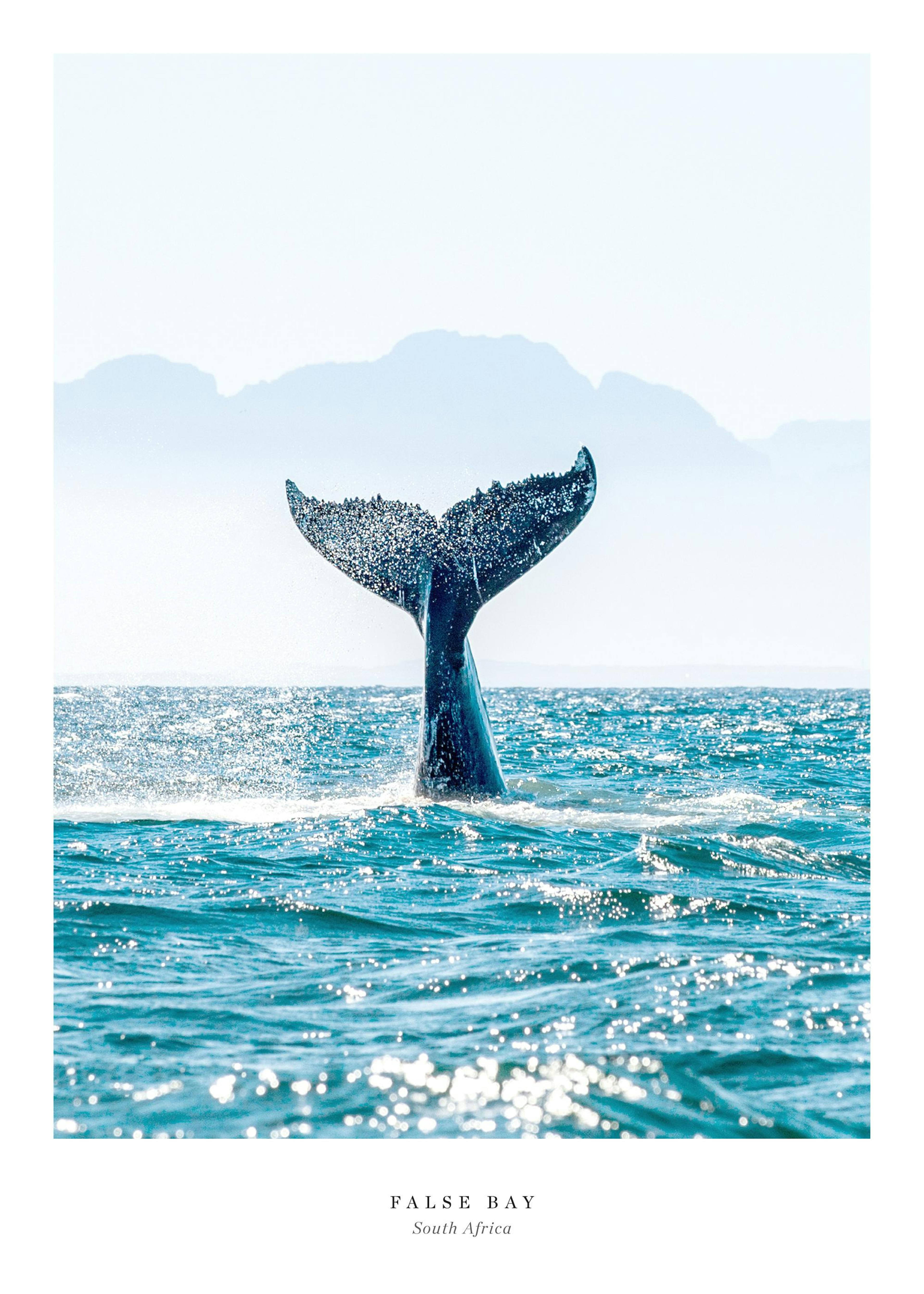 False Bay. Affiche 0