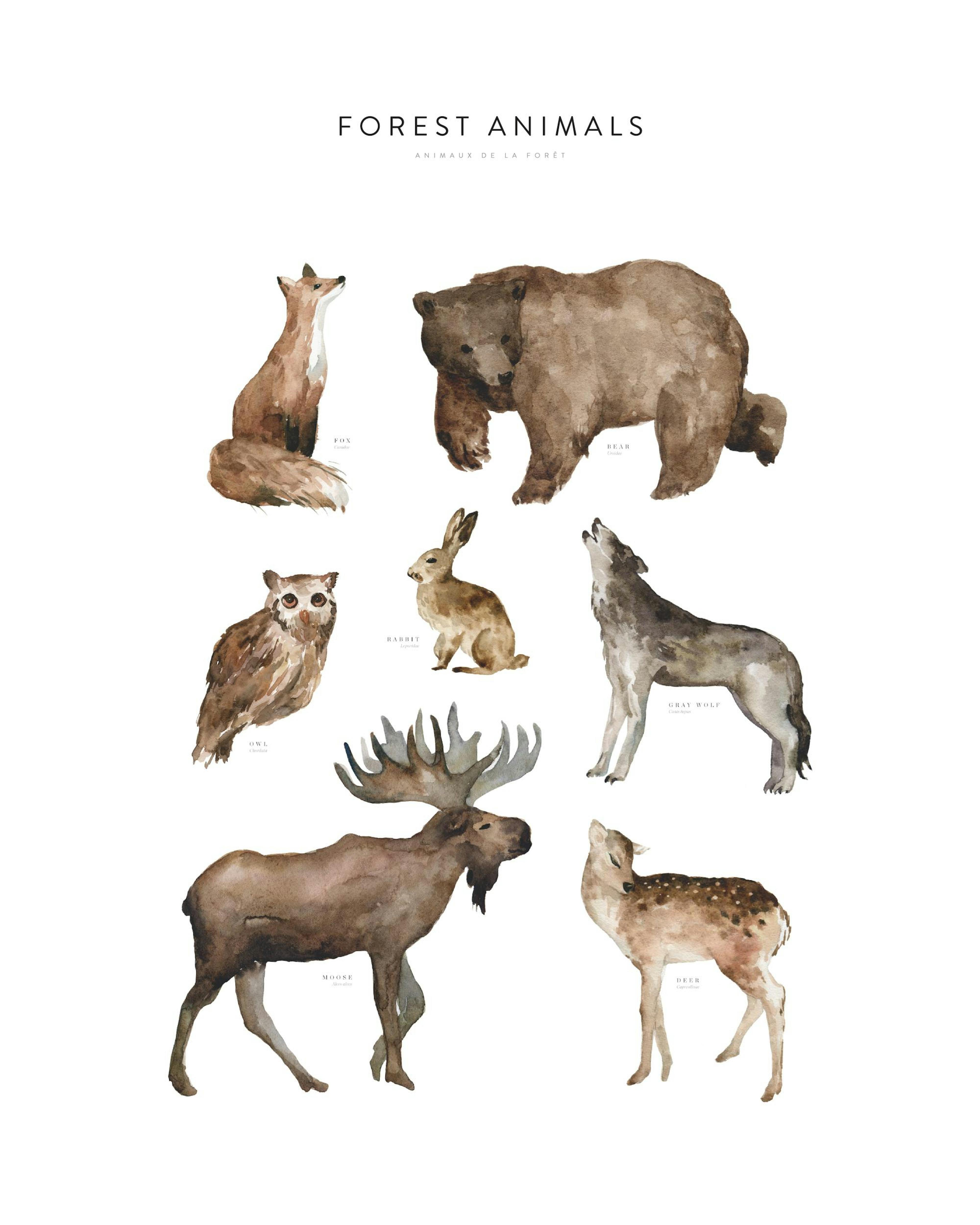 Poster animale sălbatice thumbnail