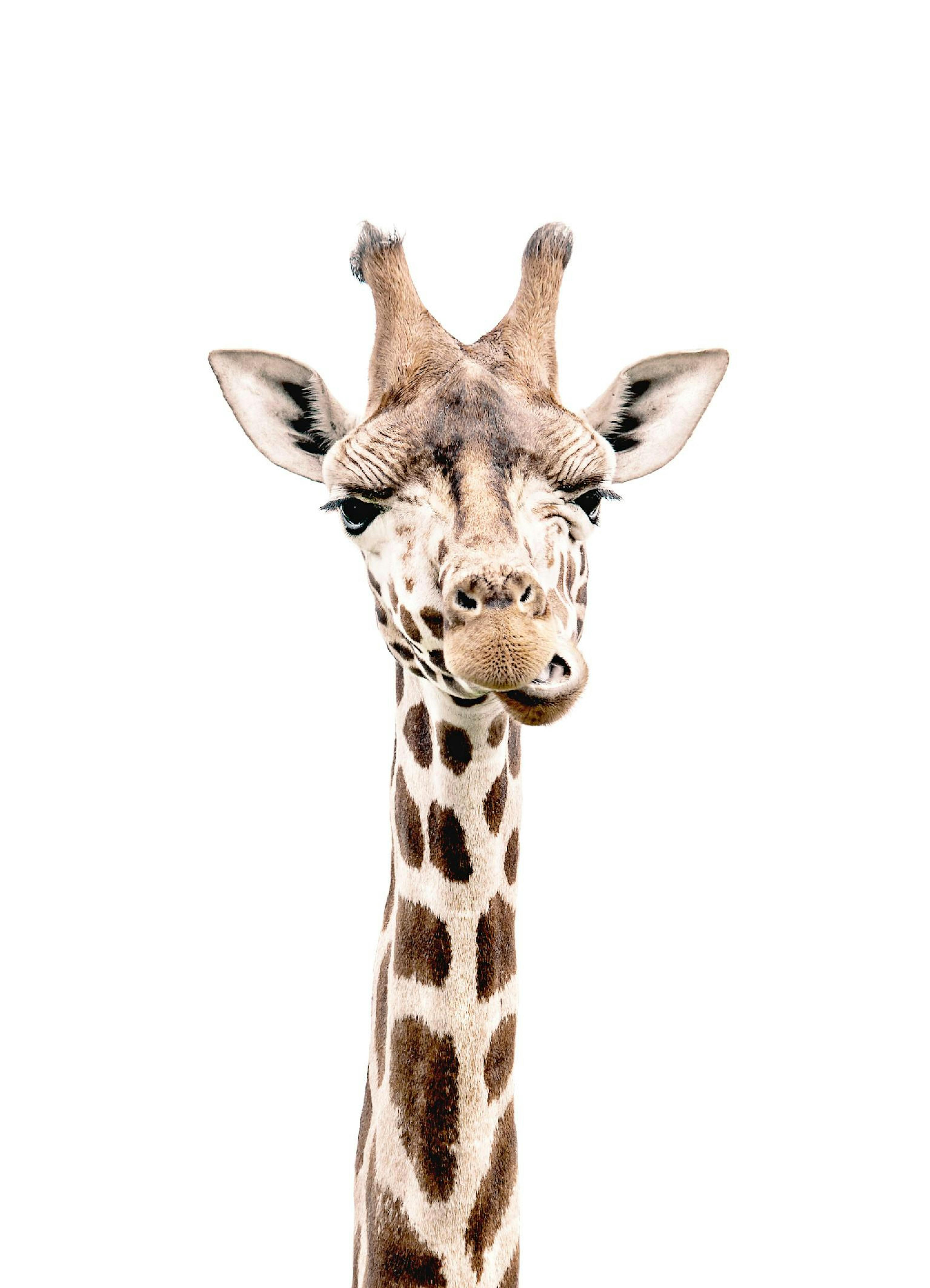Giraffe Poster thumbnail