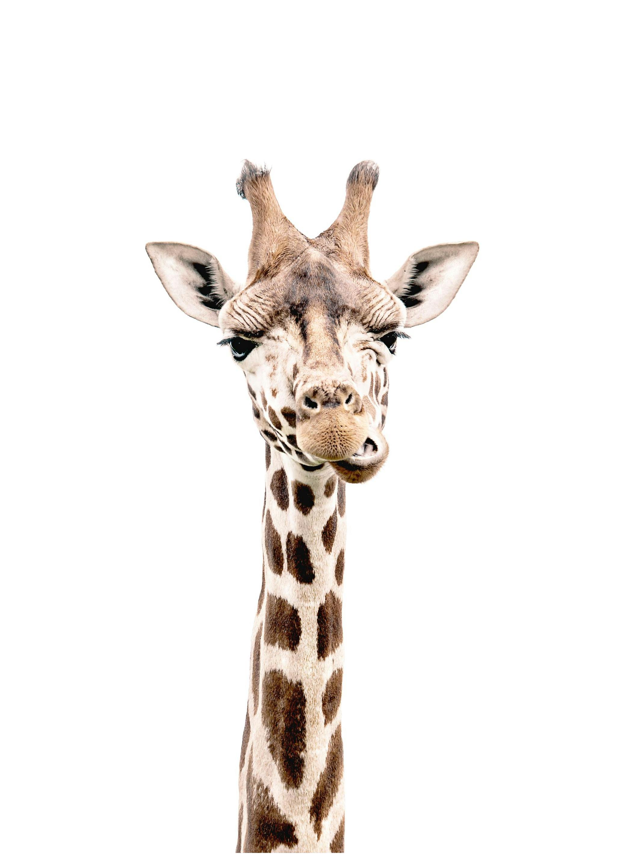Giraffe Poster (21x30 cm) - Poster Store