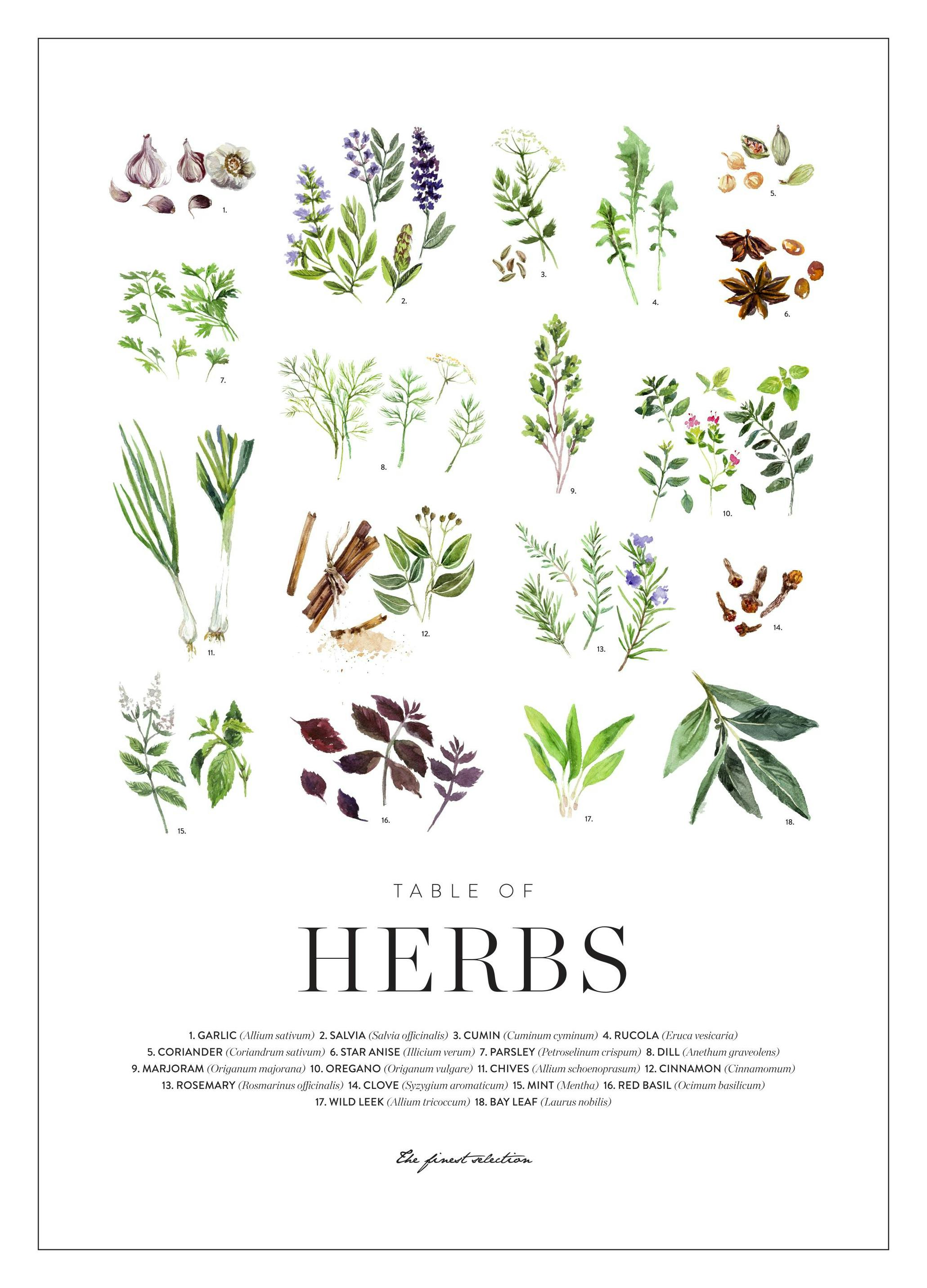 Herbs Poster (30x40 cm) - Poster Store