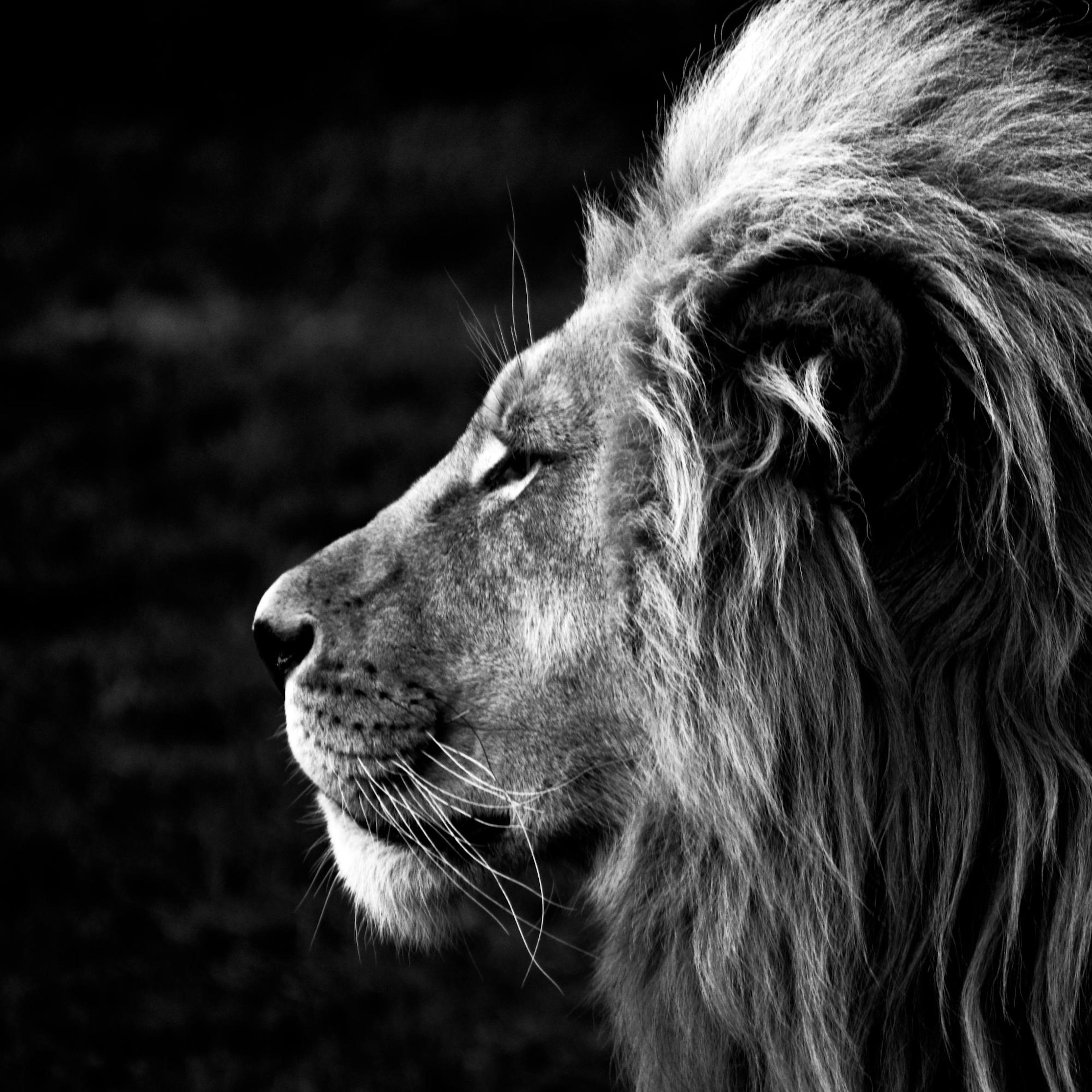 Lion Poster thumbnail