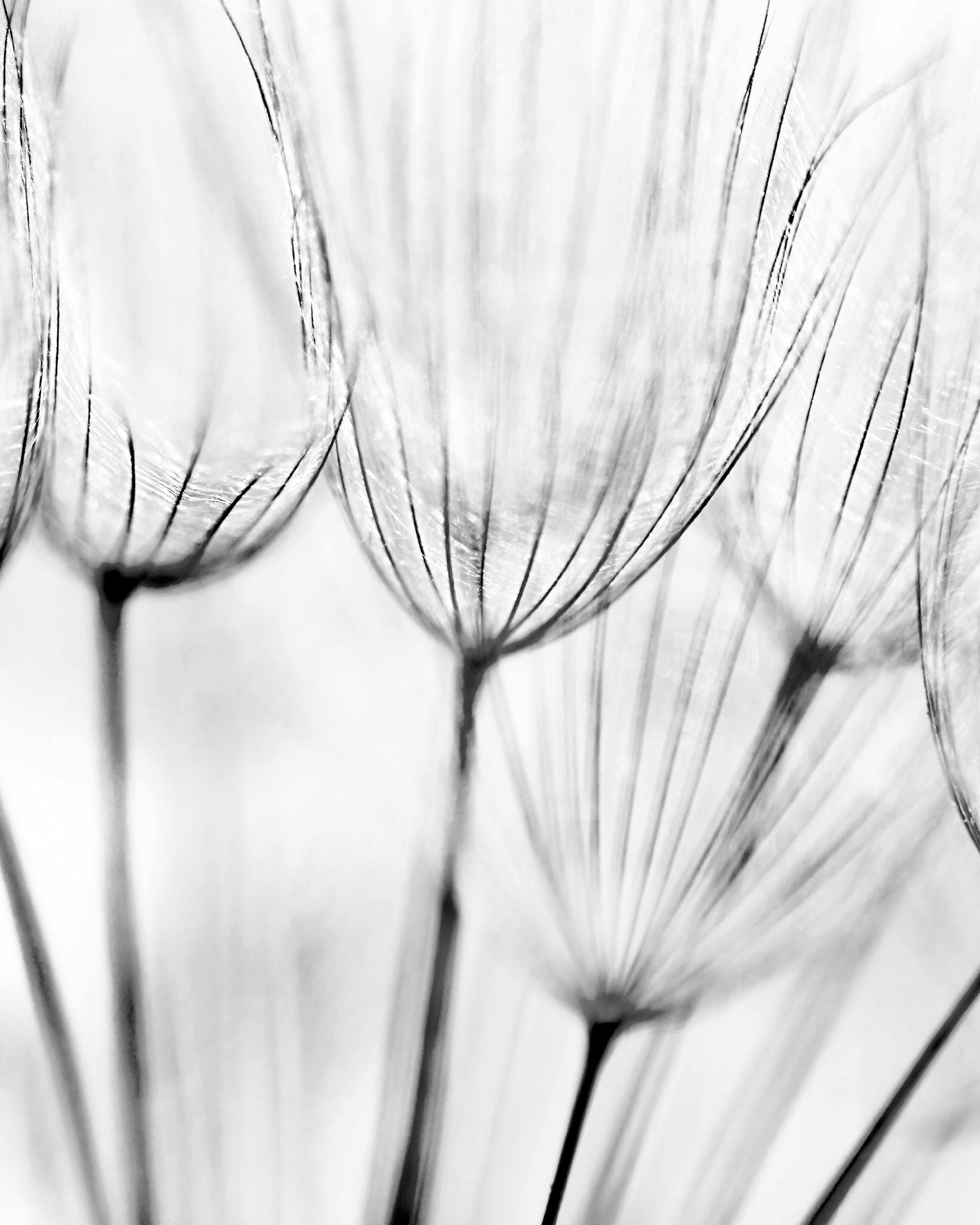 Dandelions Poster 0