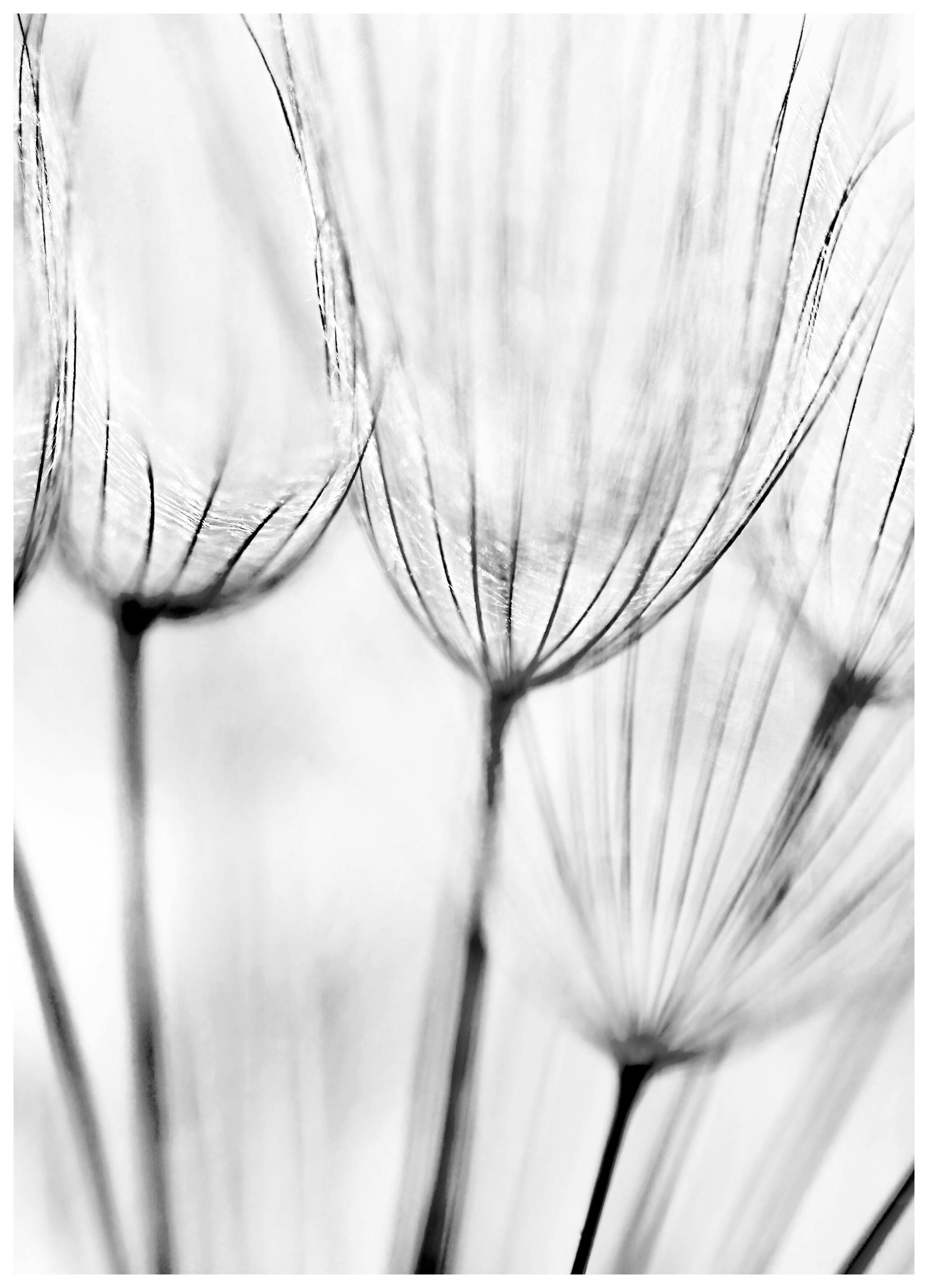 Pissenlits. Poster (50x70 cm) - Poster Store
