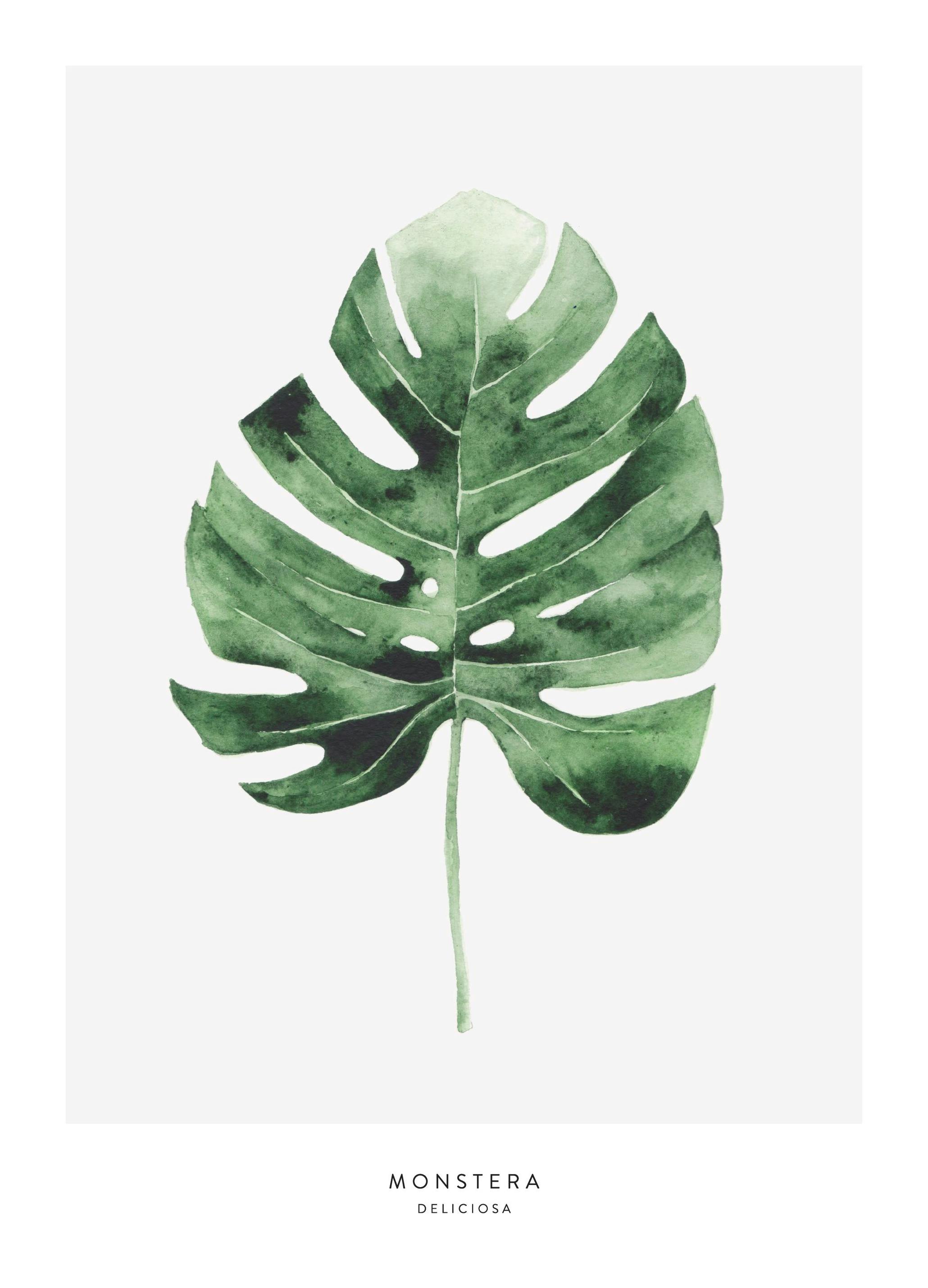 Monstera Leaf Poster (50x70 cm) - Poster Store