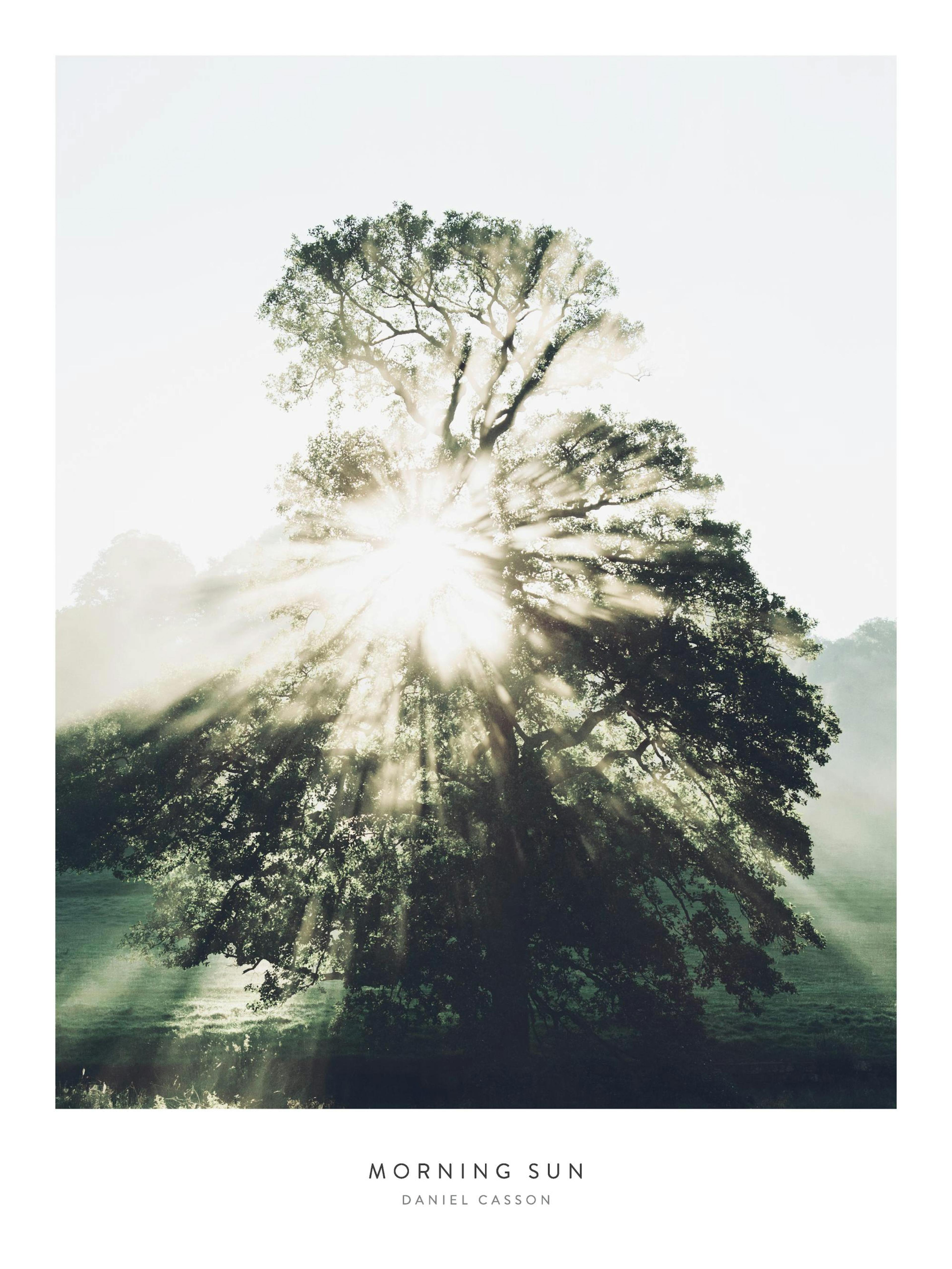 Morning Sun Poster thumbnail