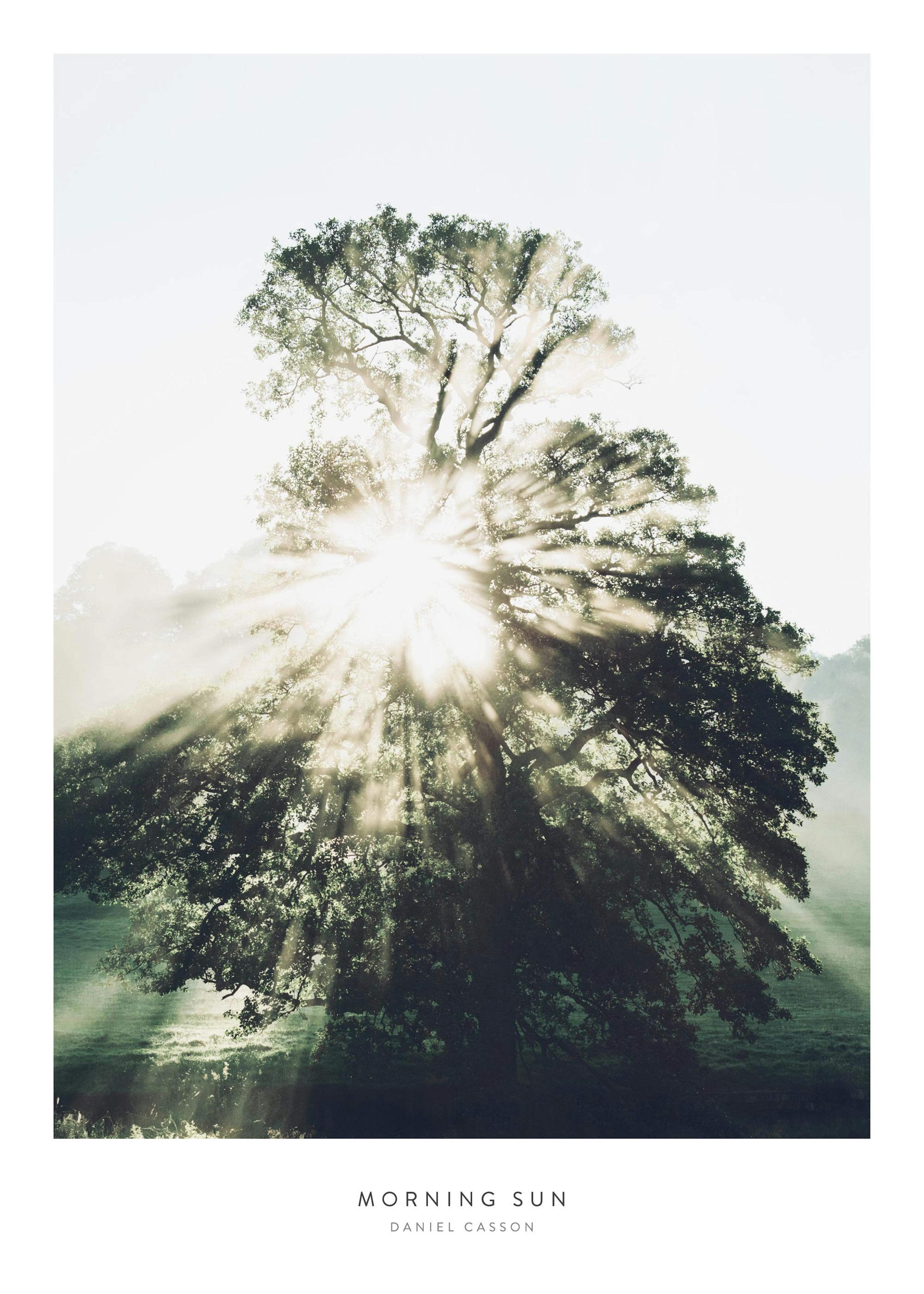 Morning Sun Poster 0